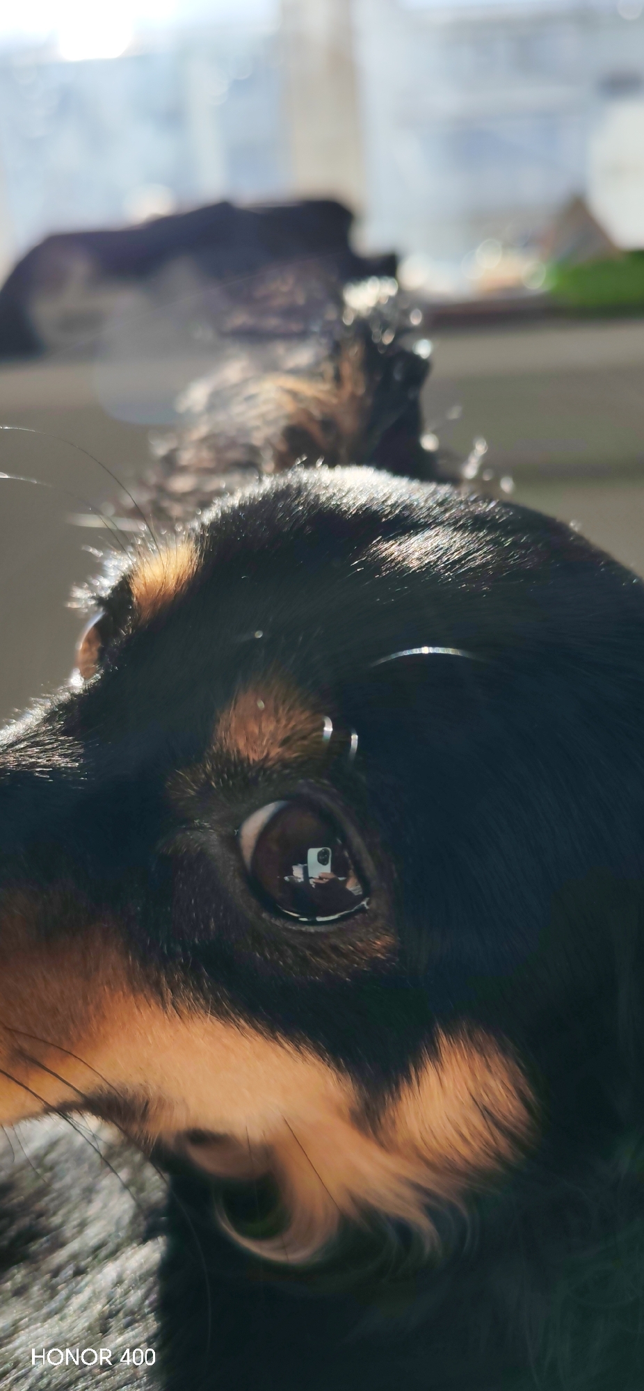 A close-up shot of a dog's eye, reflecting a room with a white desk and a person taking the photograph. The dog is black and tan. There are objects visible on the desk. The photograph was taken using an HONOR 400 camera. Noviy, Russia is not discernible from this image.