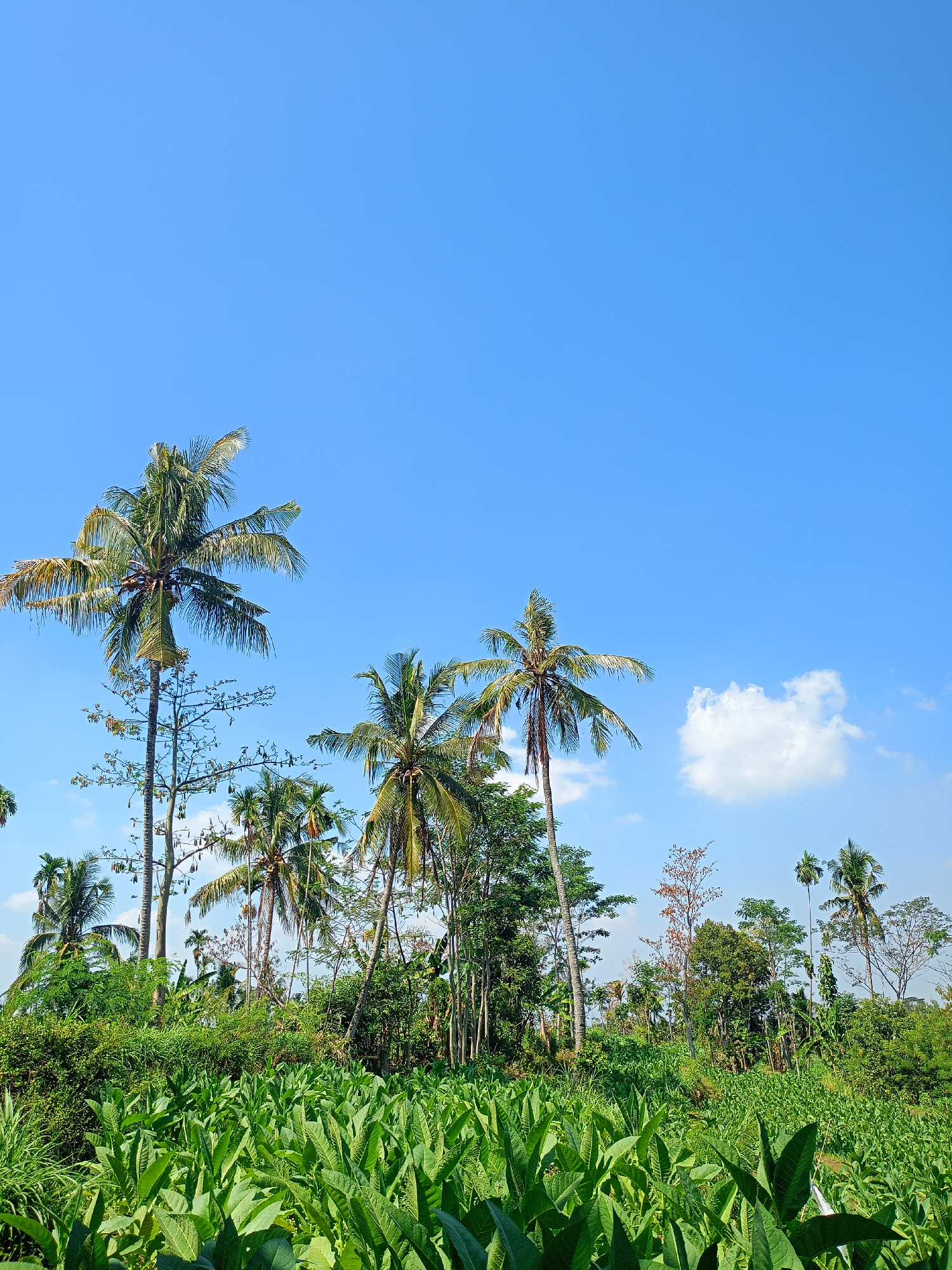 This is an outdoor, full-shot photograph taken in a rural area, likely a field or agricultural land, in the city of Jelbuk, Indonesia. The scene is dominated by lush green vegetation in the foreground, with rows of tobacco plants that are tall and wide-leafed. Beyond the tobacco field, a variety of trees are visible, including several tall coconut palm trees with their fronds swaying in the breeze. Some of the palm trees have visible coconuts. A few other types of trees, some bare and some leafy, are interspersed amongst the palms and other foliage. The sky above is a clear, vibrant blue with a few scattered white cumulus clouds. The overall impression is one of a bright, sunny day in a tropical, agrarian landscape. There are no people or animals visible in the image.