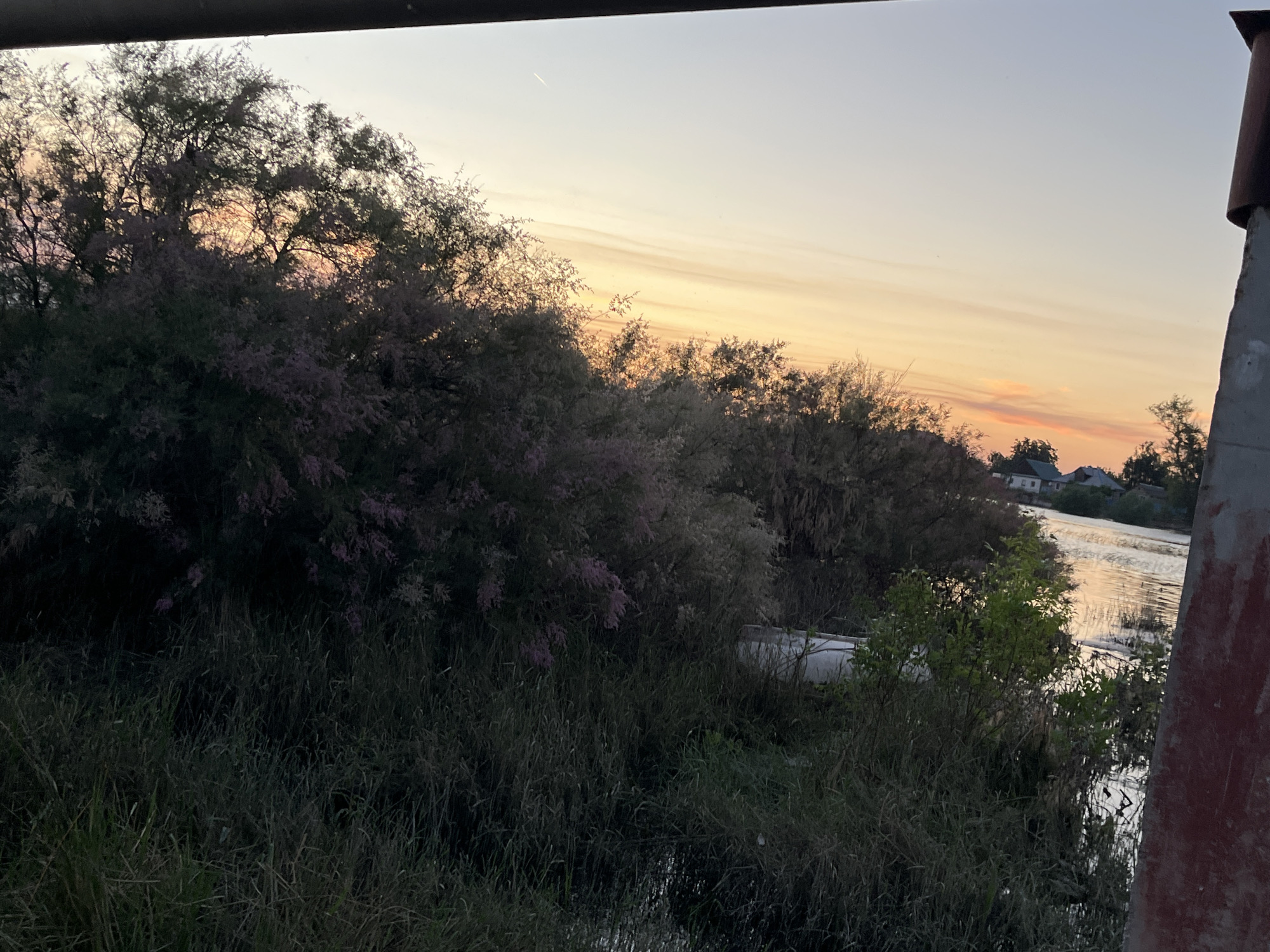 In Krasnyye Barrikady, Russia, a tranquil scene unfolds at sunset. The sky is painted with soft hues of orange and yellow, transitioning to a pale blue overhead, with a faint airplane contrail visible. Silhouetted against this sky are the branches of trees laden with small, delicate pink flowers, suggesting a late spring or summer evening. In the foreground, dense green grass and reeds grow along the murky water's edge. The water reflects the warm colors of the sky. Across the water, a cluster of houses with orange-tiled roofs are nestled amongst more trees. To the right of the frame, a large, weathered concrete structure, possibly a pillar or part of a bridge, dominates the edge of the image, its rough surface showing signs of age and weathering, with a section painted in a dark red hue. The overall atmosphere is one of quietude and natural beauty as the day concludes.