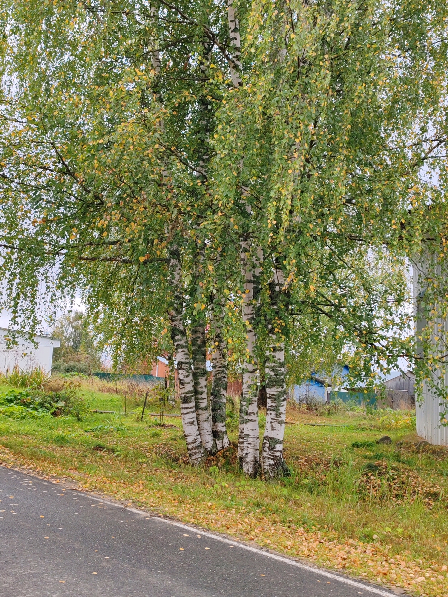 The image shows a cluster of birch trees with predominantly green leaves, interspersed with some yellowing leaves, indicating a transition to autumn. The trees have characteristic white bark with black markings. They are situated on a grassy area next to an asphalt road. Fallen yellow leaves are scattered on the ground and the road. In the background, there are buildings with white and blue facades, a green fence, and more vegetation. The sky is overcast and pale. The scene depicts a rural or semi-rural setting, possibly in the city of Chuhlem, Russia, given the context provided. There are no people or animals visible in the image, and no specific actions are taking place. The environment is natural and somewhat unkempt, with a focus on the autumnal foliage and the surrounding landscape.