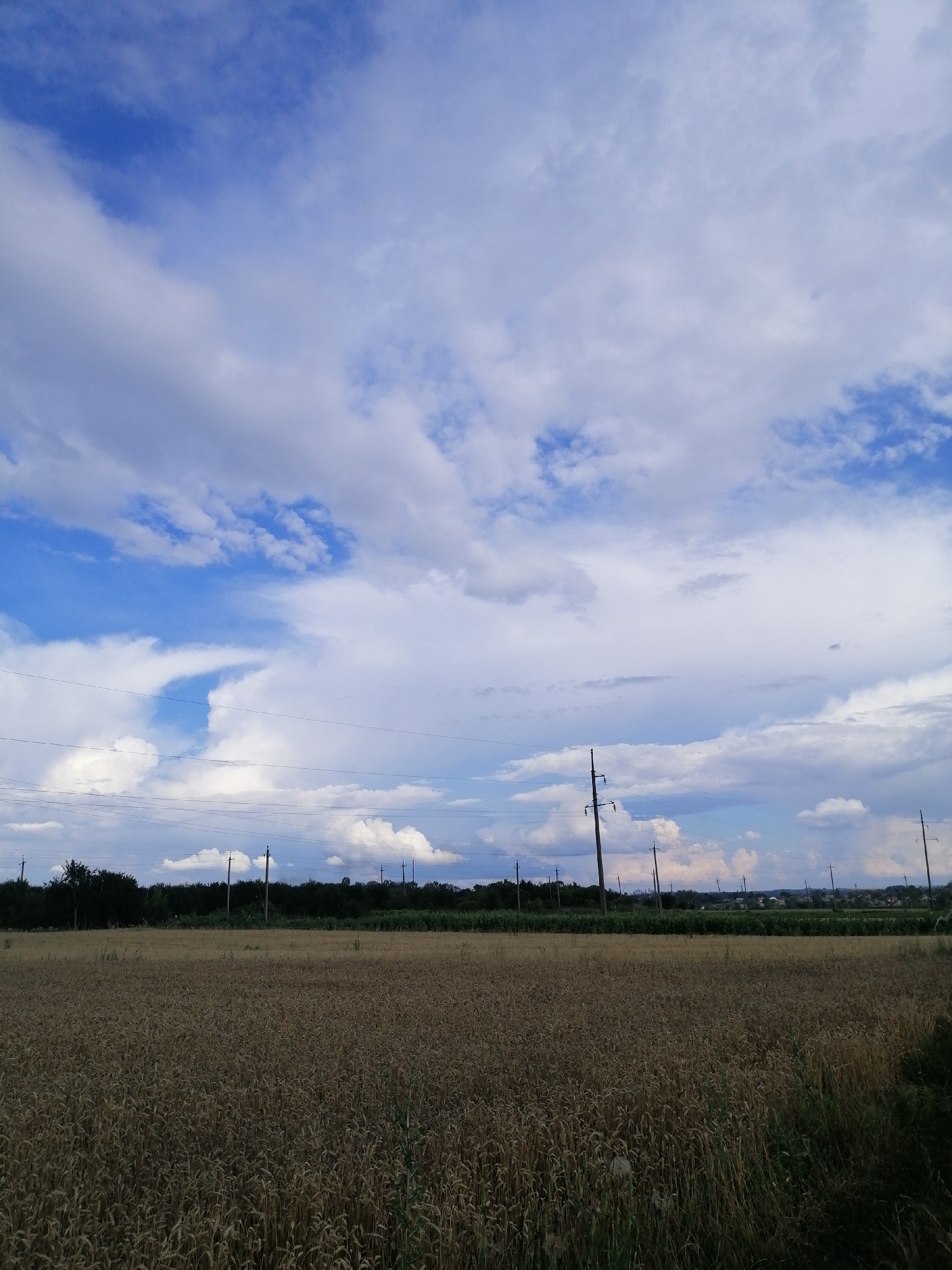 The image depicts a wide, agricultural landscape in Mali Kuskivtsi, Ukraine, under a vast, cloudy sky. In the foreground, a mature wheat field stretches across the frame, its stalks a uniform golden brown, suggesting it is ready for harvest. Beyond the field, a line of dark green trees forms a distinct border, separating the cultivated land from the horizon. Scattered throughout the middle ground and extending into the background are several utility poles with wires, indicating the presence of infrastructure. The sky is a dynamic mix of bright blue patches and large, puffy white clouds, with some darker, more ominous clouds also visible, hinting at the possibility of changing weather. The overall impression is one of rural tranquility and the vastness of nature.