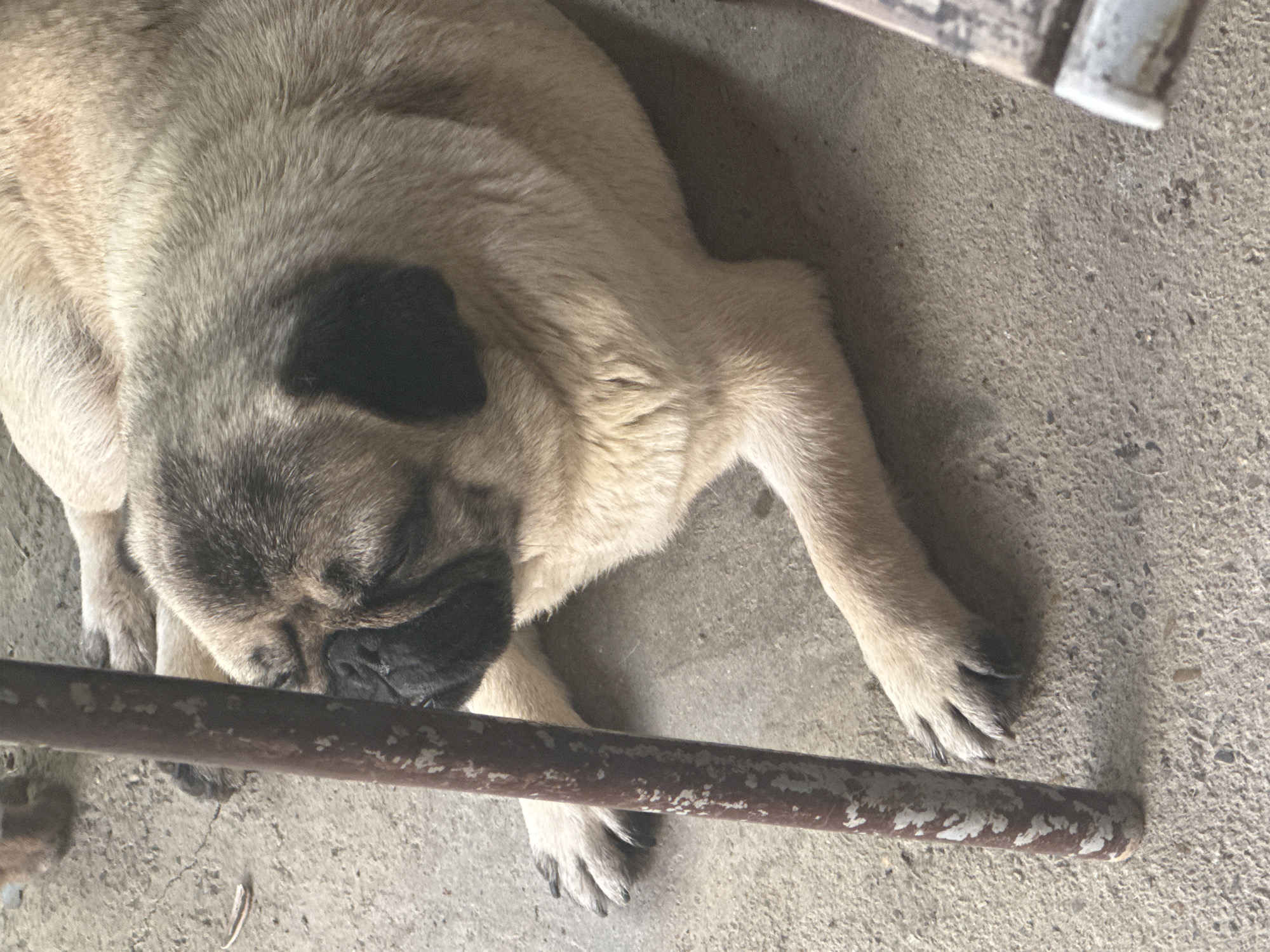 A pug dog lies on a concrete surface, partially obscured by a rusty metal pole. The dog's face is turned away from the camera, with its eyes closed. Its fur is fawn-colored with darker markings on its face and ears. The concrete ground appears weathered and cracked, with some debris scattered around. The environment suggests an outdoor setting, possibly in a yard or an unpaved area, consistent with a location in Razdolnoye, Russia.