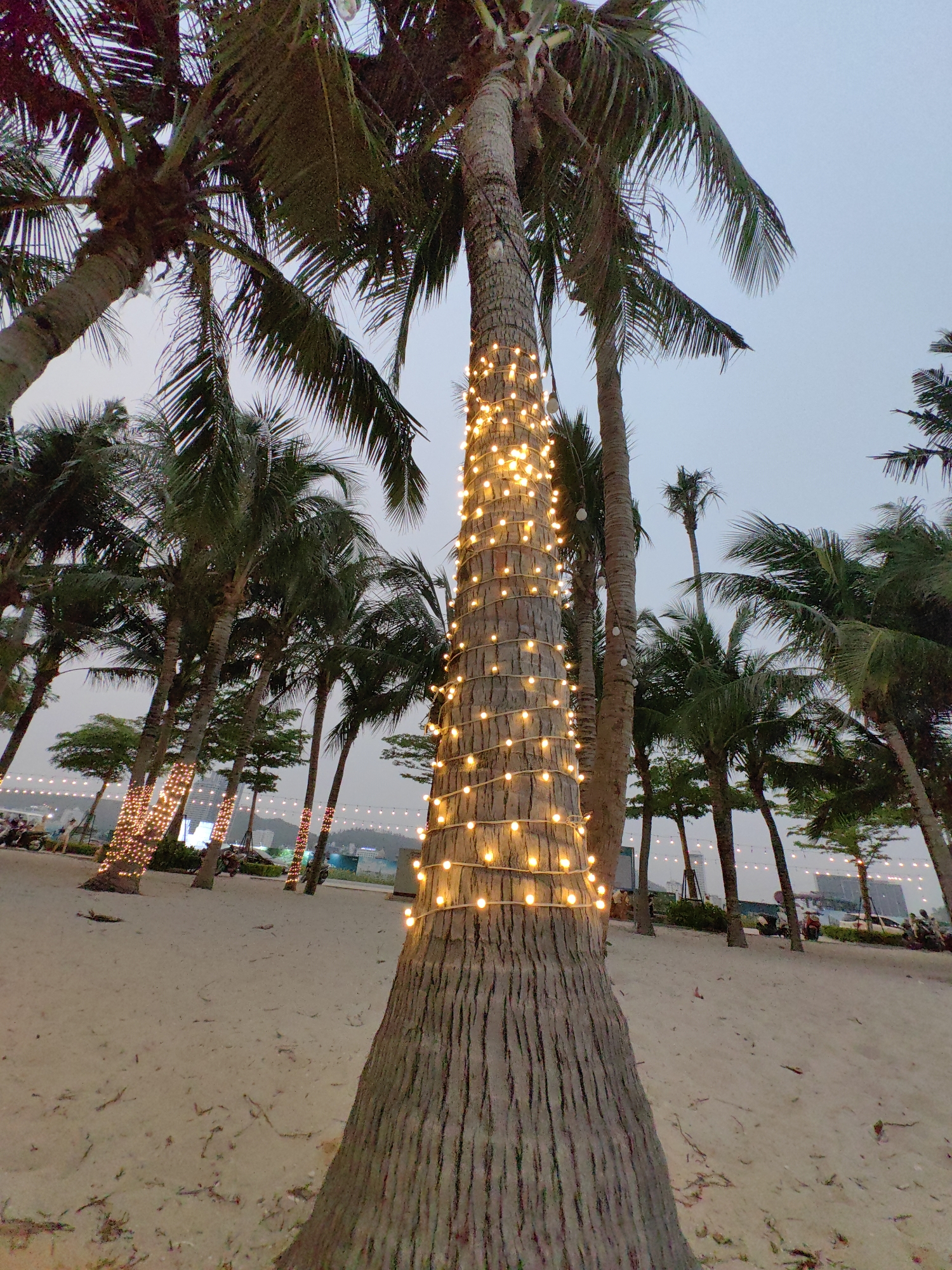 The image shows a beach scene in Bai Chay Ward, Vietnam, with a prominent palm tree decorated with warm-toned string lights wrapped around its trunk. Other palm trees, some similarly decorated, are visible in the background. The ground is sandy, and in the distance, the city skyline is faintly visible under an overcast sky. Some people and vehicles are present, but are not prominent.