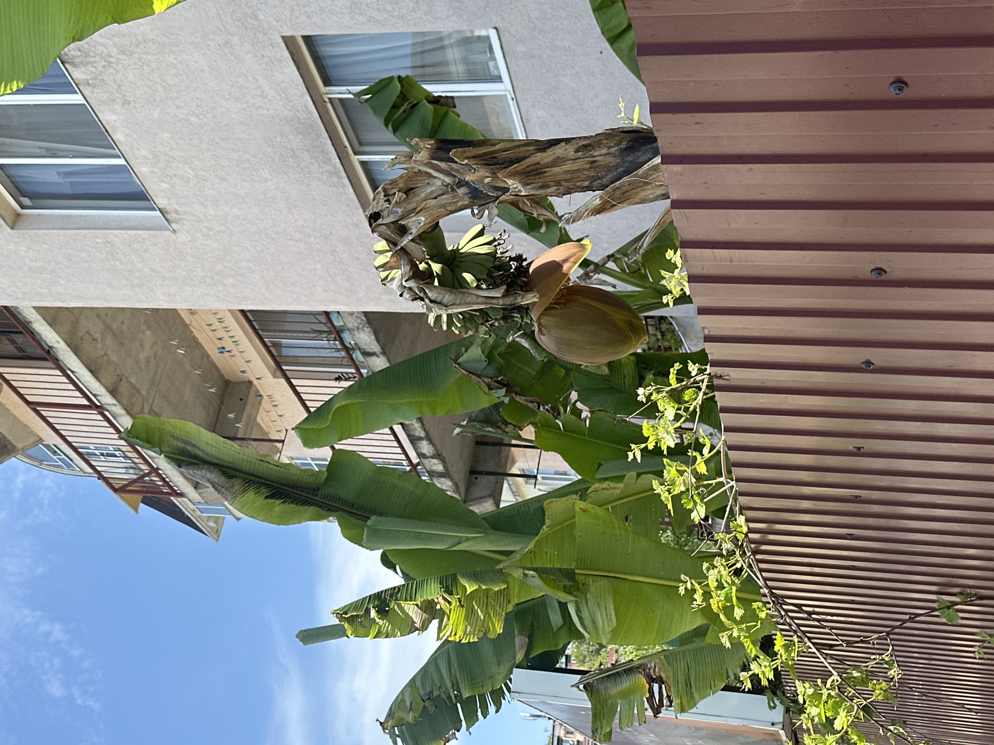 A daytime, outdoor shot shows a banana tree bearing fruit in Sochi, Russia. The tree's large, green leaves dominate the lower half of the image, contrasting with the clear blue sky visible through the foliage. Bunches of green bananas are visible near the top of the tree, next to a large, drooping banana flower. In the background, residential buildings with windows and balconies can be seen, suggesting an urban or suburban setting. A brown, corrugated fence or roof structure runs along the top right of the image. The overall impression is one of tropical vegetation thriving in a residential area.