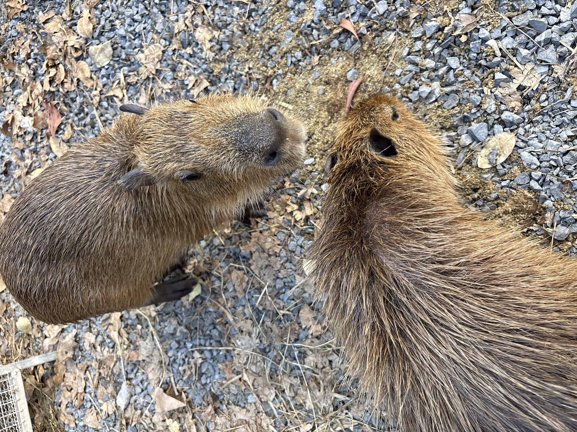 The image shows two capybaras on a gravel ground covered with dry leaves and twigs. The capybara in the foreground is viewed from above, with its head facing right. Its fur is reddish-brown and appears wet or matted in places. The capybara in the background is facing the camera and appears to be looking directly at it. Its fur is also reddish-brown. The ground is composed of small gray stones and scattered brown leaves. A portion of a metal enclosure is visible in the upper left corner of the image. The scene appears to be outdoors, possibly in a zoo or sanctuary setting, given the presence of the enclosure and the animals' habitat. The specific location in Choeng Thale, Thailand, is not visually evident from the image alone.