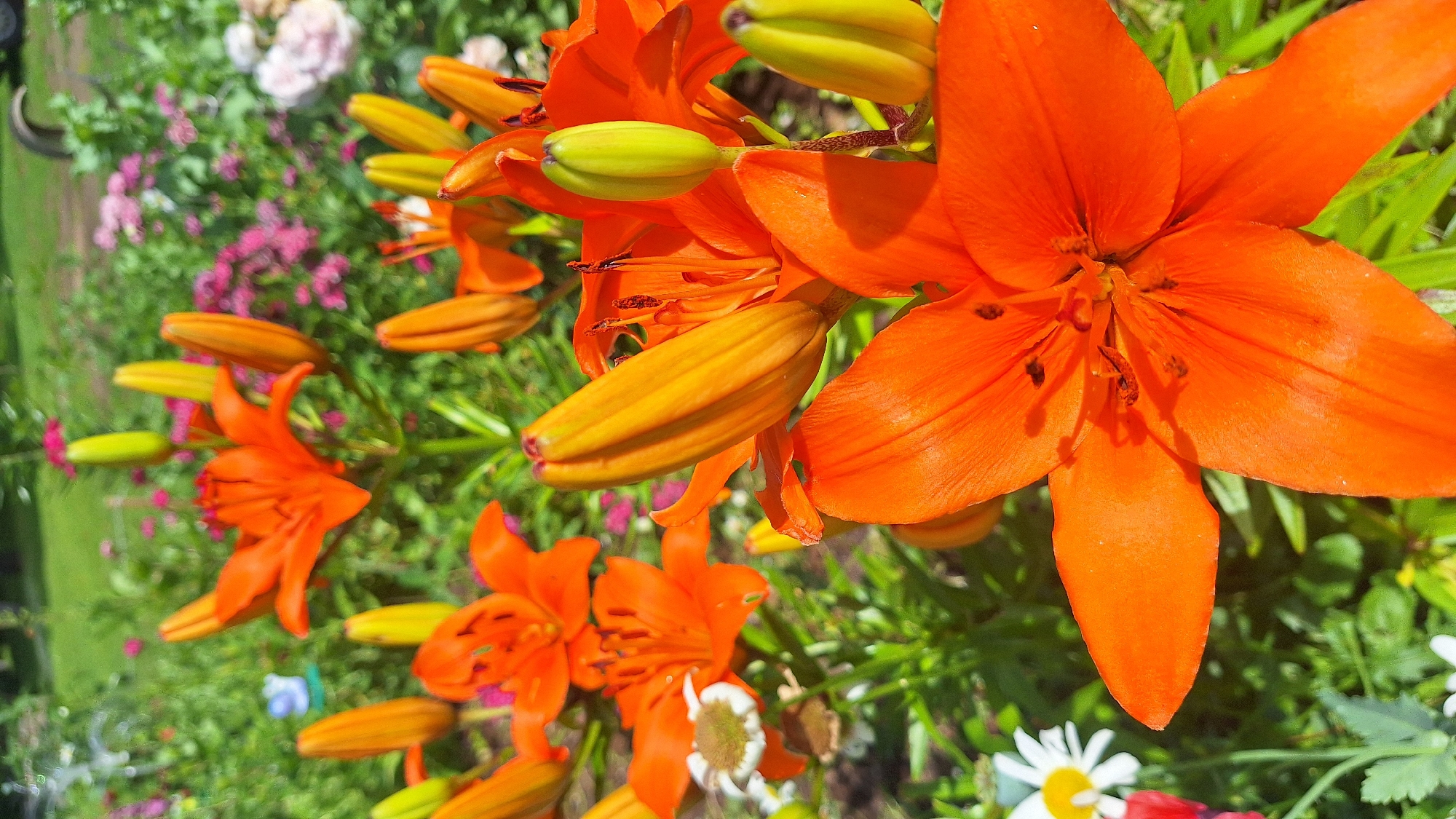 An eye-level, close-up shot captures a vibrant garden bursting with orange lilies and other colorful flowers. The lilies, in various stages of bloom, dominate the foreground with their striking orange petals and prominent stamen. Some lilies are fully open, showcasing their intricate details, while others are still in bud, their bright yellow-orange tips hinting at the beauty within. Smaller white flowers with yellow centers are scattered amongst the lilies, adding a touch of contrast. The background is a blur of green foliage and hints of pink and purple flowers, suggesting a lush and well-tended garden. Sunlight illuminates the scene, casting soft shadows on the petals and enhancing the rich colors. The overall impression is one of natural beauty and floral abundance.