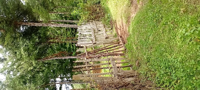 This image captures an outdoor scene in Gatakaine, Kenya, during daylight hours. The foreground consists of natural ground cover, primarily green grass interspersed with patches of clover-like plants and exposed soil. A rustic, weathered wooden fence runs horizontally across the midground, exhibiting signs of age and disrepair. The fence is constructed from irregularly shaped wooden planks and branches, with visible gaps between vertical elements. The left portion of the fence appears darker and more unrefined, while the right portion features lighter, possibly bleached or painted, planks. Immediately beyond the right section of the fence, a narrow, curved dirt path is discernible, leading towards the background. The background is characterized by a dense growth of numerous tall, slender trees with abundant green foliage, indicative of a forest or heavily wooded area. No individuals, animals, or objects indicating human presence or activity are visible within the frame. There are no actions or interactions depicted.