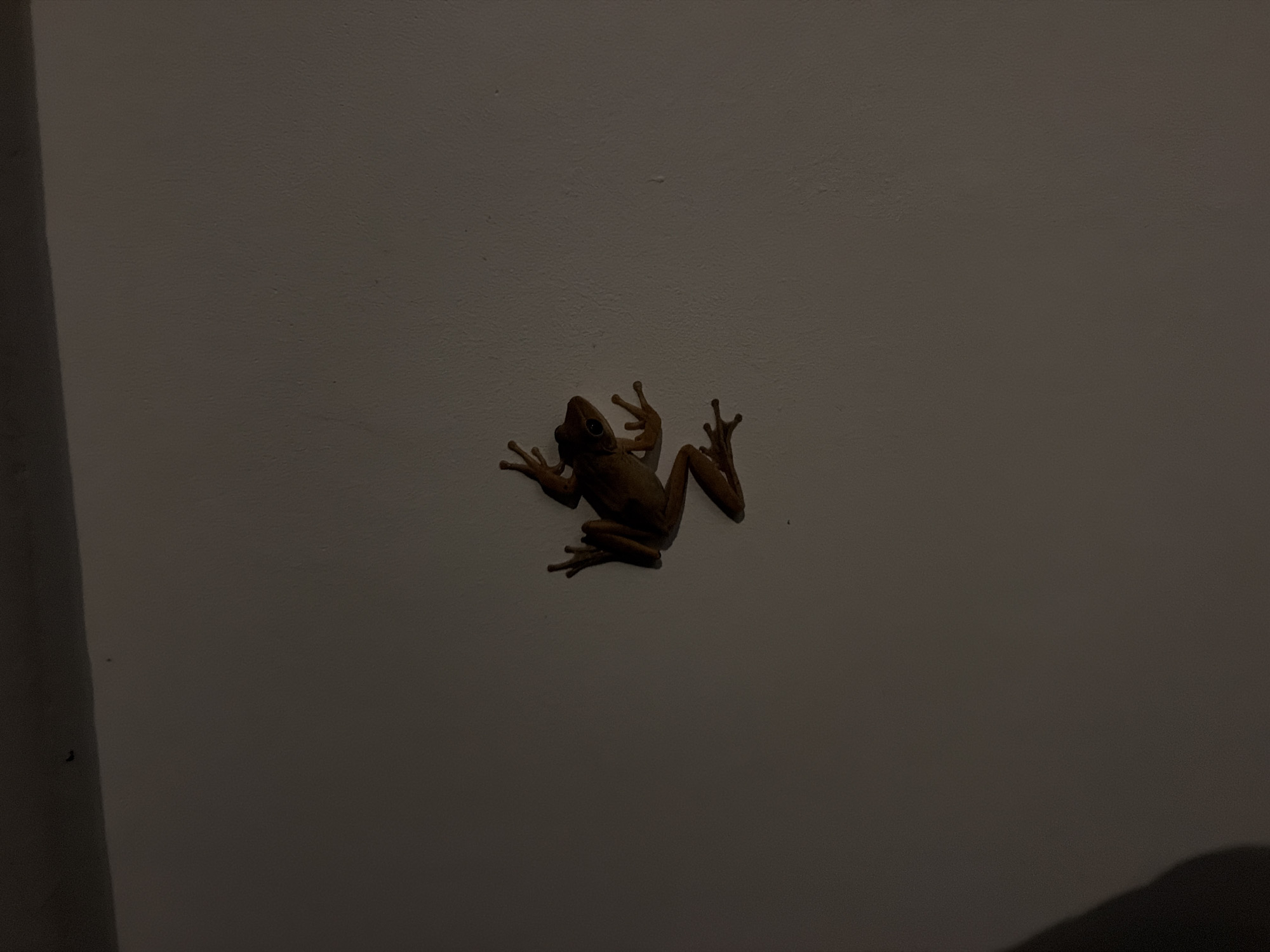 A small, tan frog is clinging to a textured, light-colored wall, likely a building exterior. The frog is oriented vertically, with its head facing upwards and its legs spread out, gripping the surface. The image appears to have been taken at night or in low-light conditions, as evidenced by the shadow cast on the left side of the frame and the general dimness of the scene. There are no people visible in the image. The overall environment suggests an outdoor setting in a warm climate.