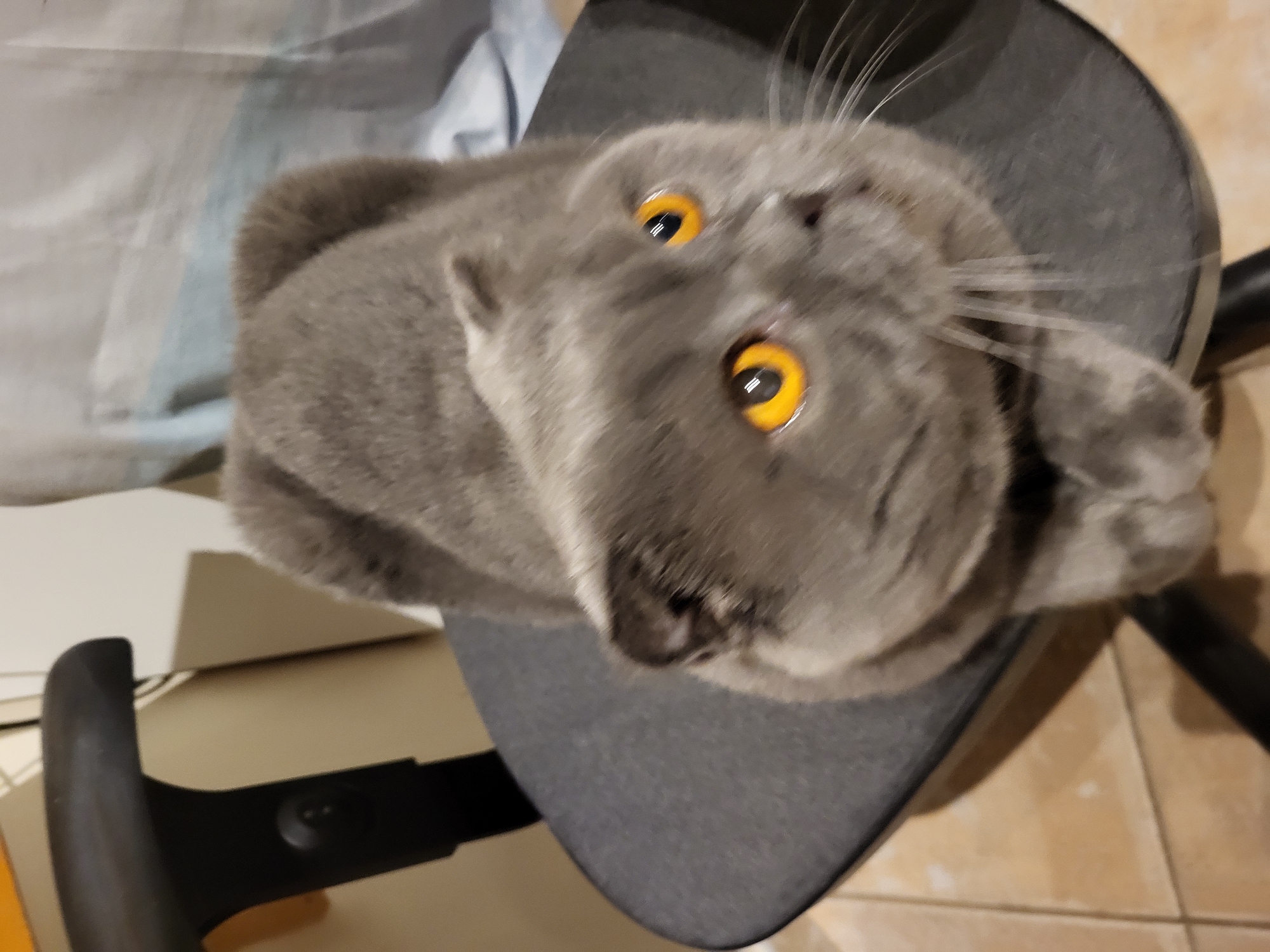 A British Shorthair cat with bright orange eyes is sitting on a dark gray office chair. The cat is facing the camera and is mostly in focus, with its body curled up. The background is blurred, showing a light-colored wall and what appears to be a window with curtains. The image is taken from a slightly high angle, looking down at the cat. The lighting appears to be artificial. The scene is indoors, with a tiled floor visible beneath the chair.
