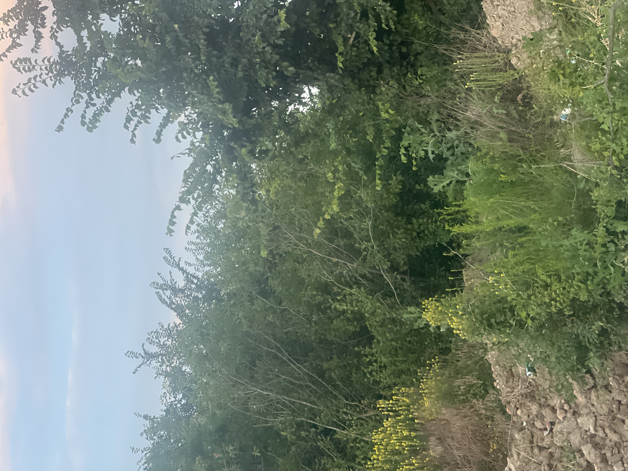 The image captures a natural outdoor scene, likely a wooded area or hillside. The dominant subjects are lush green foliage from trees and various types of vegetation. In the lower right portion of the image, there is a rough, stone-like embankment covered in greenery and what appears to be dry brush. Small yellow flowers are scattered throughout the vegetation, adding pops of color.
Partially visible within the dense greenery on the embankment is a white plastic bottle with some green and blue markings, suggesting a piece of litter. The sky is a pale, hazy blue with some subtle clouds, indicating it could be late afternoon or early morning, or simply an overcast day. The overall impression is one of a somewhat overgrown, natural environment with evidence of human presence in the form of the discarded bottle. There is no discernible activity or event taking place. The lighting suggests a diffused light source, consistent with overcast conditions or the golden hours of the day. No text is visible in the image.