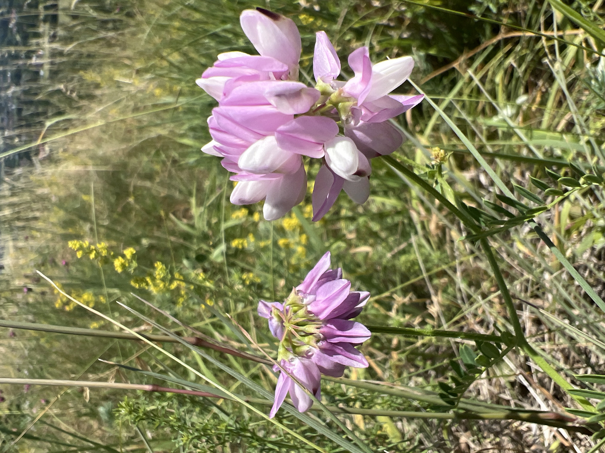 The image displays a close-up view of two clusters of pink and white flowers, possibly Crown Vetch, amidst tall, green grass and blurred yellow wildflowers. The flowers are the primary subjects, with one cluster on the right in sharper focus, showing detailed petals. The background is a soft focus of a natural environment, likely a meadow or field, with a hint of structures or a cityscape visible in the distant upper right corner, suggesting an urban fringe or park setting. The lighting indicates a sunny day. The scene appears to be located in or near Karniowice, Poland, a region known for its natural landscapes and proximity to urban areas. There are no people or animals visible in the image.