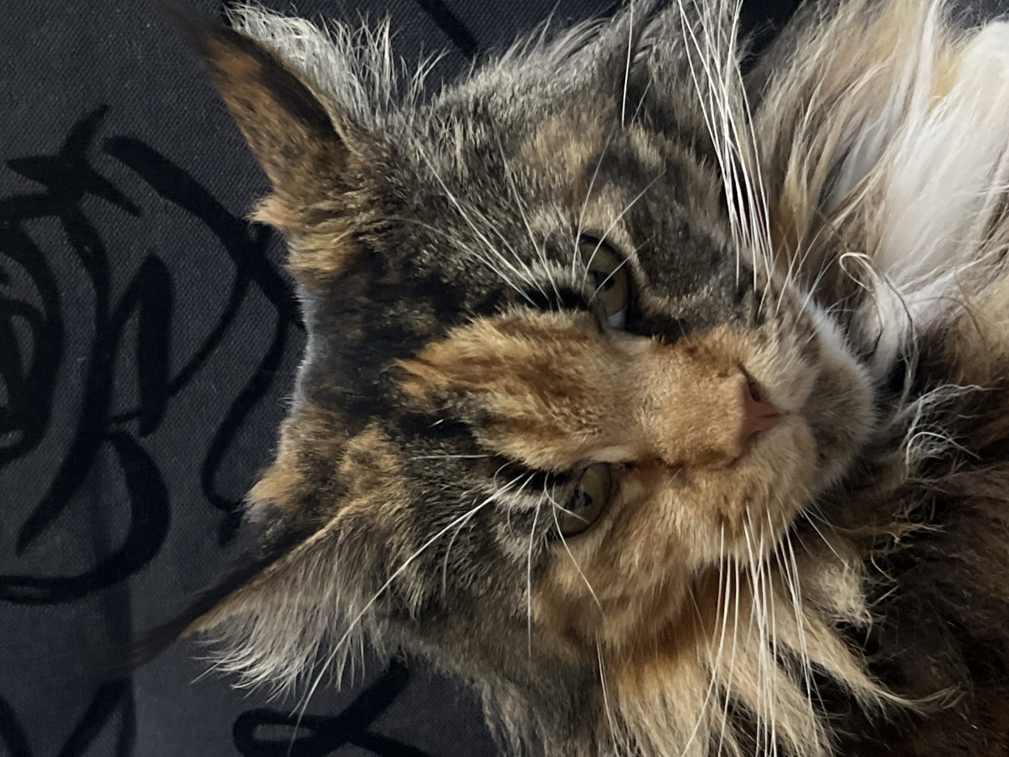 A close-up, partially obscured view of a Maine Coon cat's face. The cat has a combination of brown, black and tan fur. It has long white whiskers and green eyes. The background is dark gray patterned fabric. There is no evidence to indicate that this photo was taken in Kamskoe, Russia.