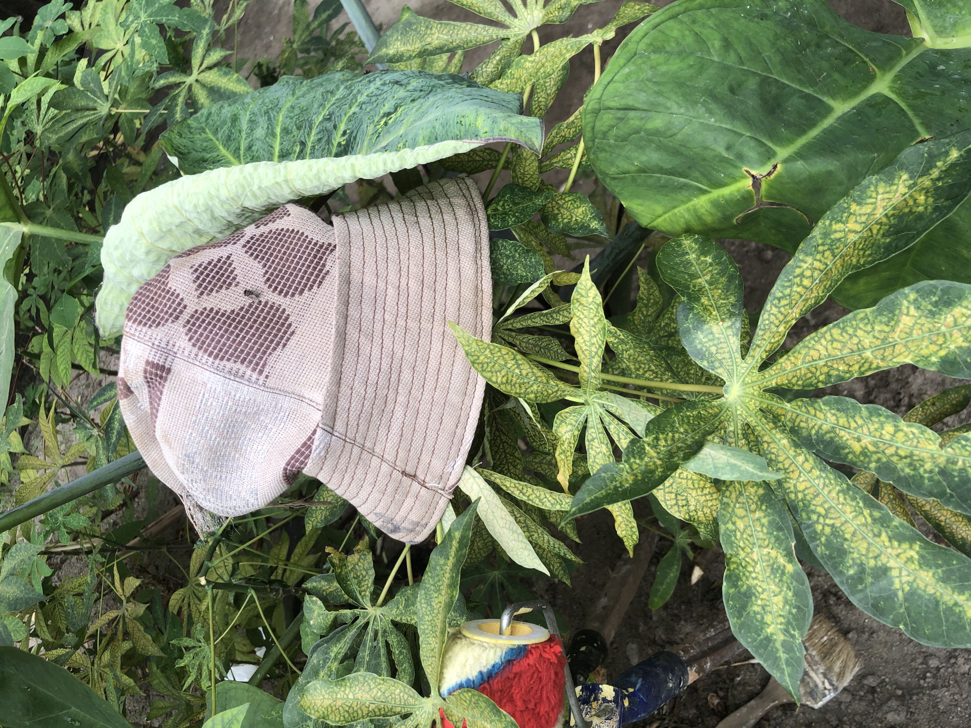 A bucket hat is placed on a leafy plant, possibly in a garden or yard. The hat is light brown with a darker brown checkered pattern on the crown. The brim of the hat has horizontal lines. The surrounding plants have large green leaves, some of which are speckled with yellow. A paint roller with red, blue, and yellow segments and a metal hook is visible to the left of the hat, resting on a brush. The ground beneath the plants appears to be soil. The scene suggests an outdoor setting, potentially in a city like Ado, Nigeria, given the mention of its location.