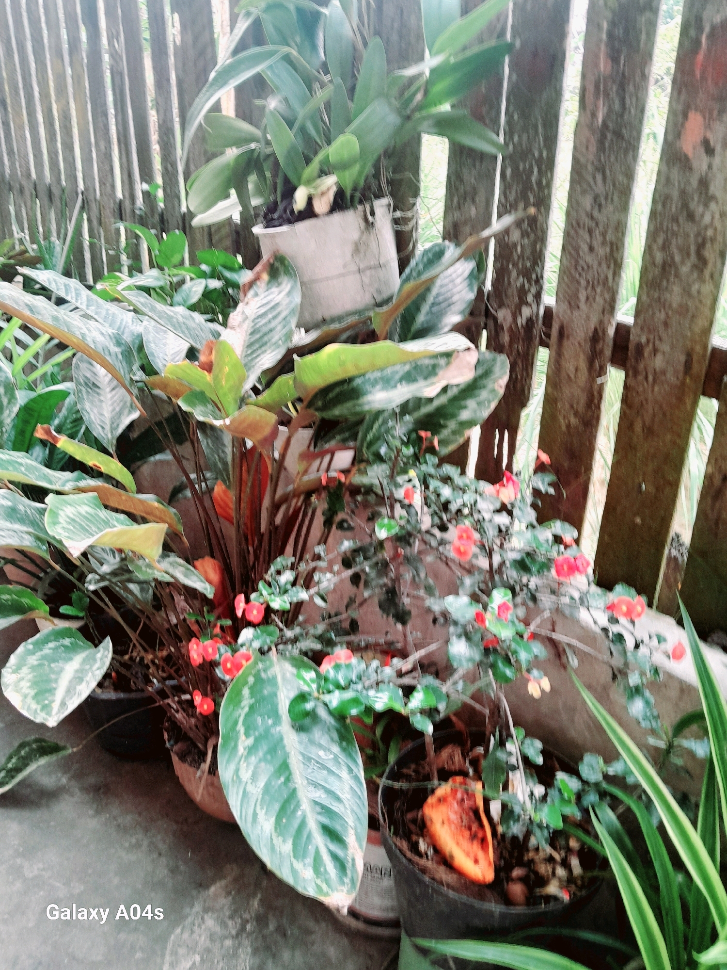 The image depicts an outdoor scene with several potted plants in front of a wooden fence. The plants vary in size and type, with large, broad leaves on some and smaller, flowering plants on others. One pot contains a bright orange, fleshy object, possibly a piece of fruit. The wooden fence is composed of vertical planks with gaps between them, allowing glimpses of greenery beyond. The ground appears to be concrete. A watermark at the bottom left corner reads "Galaxy A04s". The presence of lush vegetation and the style of the wooden fence suggest a tropical or subtropical climate, consistent with locations like Balikpapan, Indonesia, where such outdoor arrangements of plants are common in residential or public spaces.