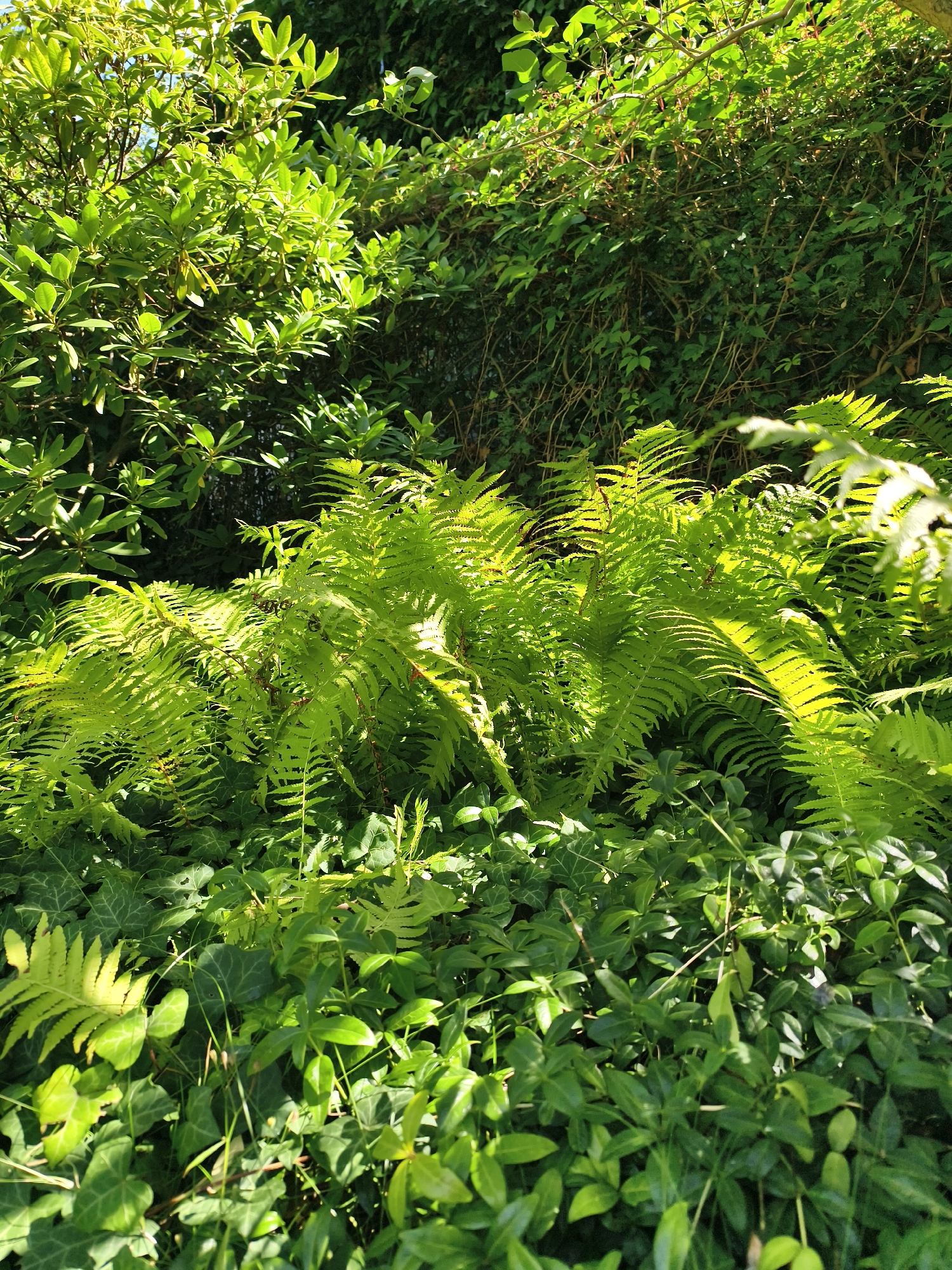 The image displays a dense, verdant natural scene. In the foreground, a lush carpet of ground cover, primarily ivy with its characteristic lobed leaves, is visible. Interspersed within this are several vibrant green ferns, their fronds unfurling and catching the sunlight, casting dappled shadows. Behind the ferns, a thick hedge or dense shrubbery forms the middle ground, with a variety of leafy plants. The upper portion of the image is dominated by the foliage of what appears to be a rhododendron bush, with broad, leathery leaves that are illuminated by the sun, creating highlights and areas of deep shadow. The overall impression is one of a shaded, overgrown garden or woodland edge. There are no people or animals present in the image. The image does not contain any specific landmarks or elements that would allow for definitive identification of its location within the city of Tczew, Poland.