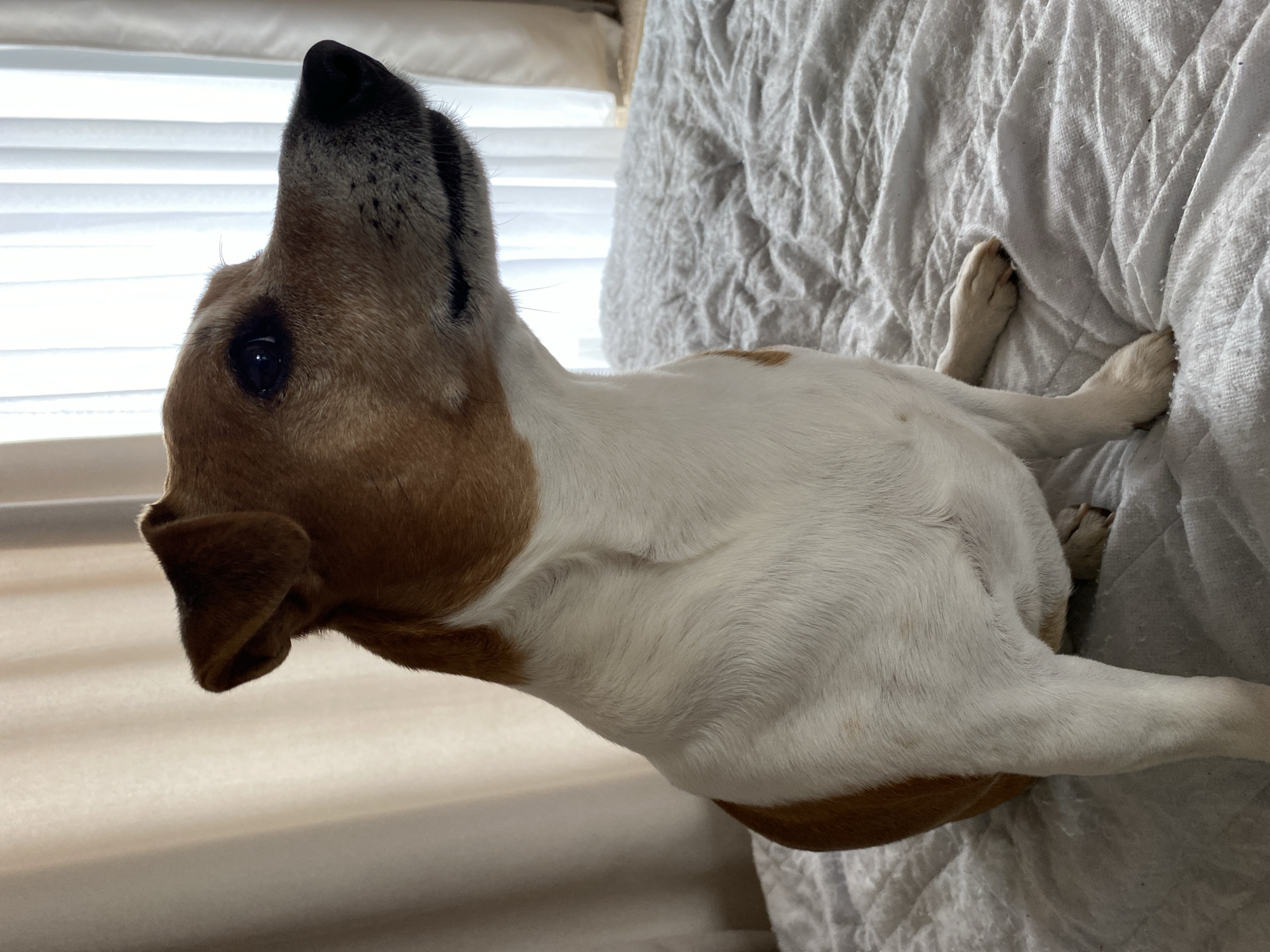A Jack Russell Terrier lies on a wrinkled, white quilted fabric, possibly a bedspread or blanket. The dog's head is tilted upwards, with its nose pointing towards the top of the frame. The dog is brown and white in color. The background shows beige curtains or blinds partially obscuring a window. The location is unknown; the image does not contain information suggesting it was taken in Chaikovsky, Russia.