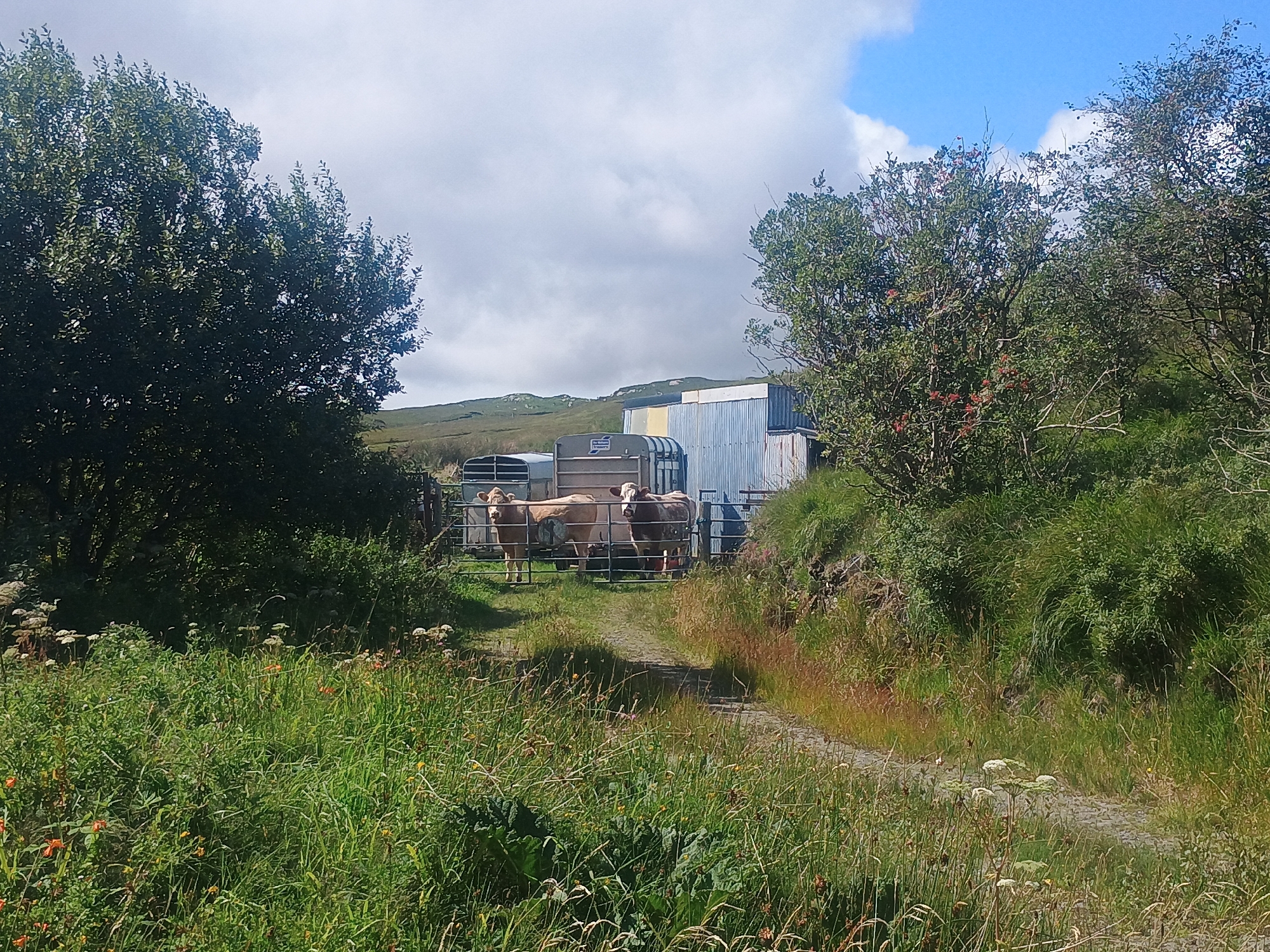 In a rural outdoor setting, under a partly cloudy sky, a dirt path winds through tall green grass and vegetation. To the left and right of the path are dense green trees and shrubs. In the mid-ground, beyond a metal fence, two cows are visible. One is light brown and white, the other is dark brown and white. Behind the cows, a series of metal structures are present, including what appears to be a trailer or silo. The ground is uneven and covered in grass. The overall impression is one of a farm or rural property.