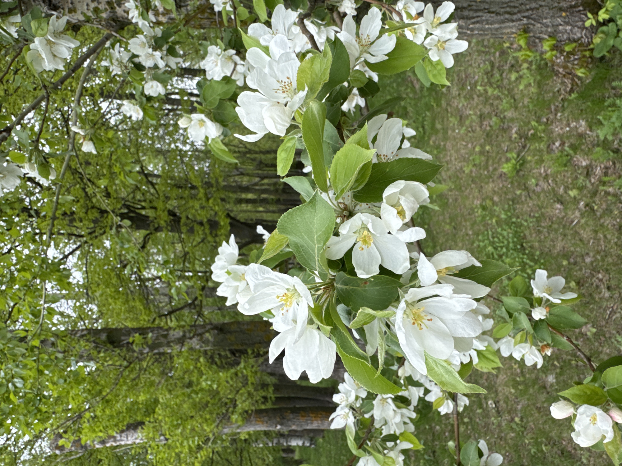 The image depicts a blooming tree branch with white flowers and green leaves, likely an apple or pear tree. The background shows a tree trunk with rough bark and a blurred green landscape, suggesting a park or garden setting. The location is unspecified, and there is no indication of it being in Nizhny Novgorod, Russia. The scene appears to be outdoors during daylight hours. There are no people visible in the image. The central subject is the tree branch with its flowers. The overall impression is one of natural beauty and springtime.