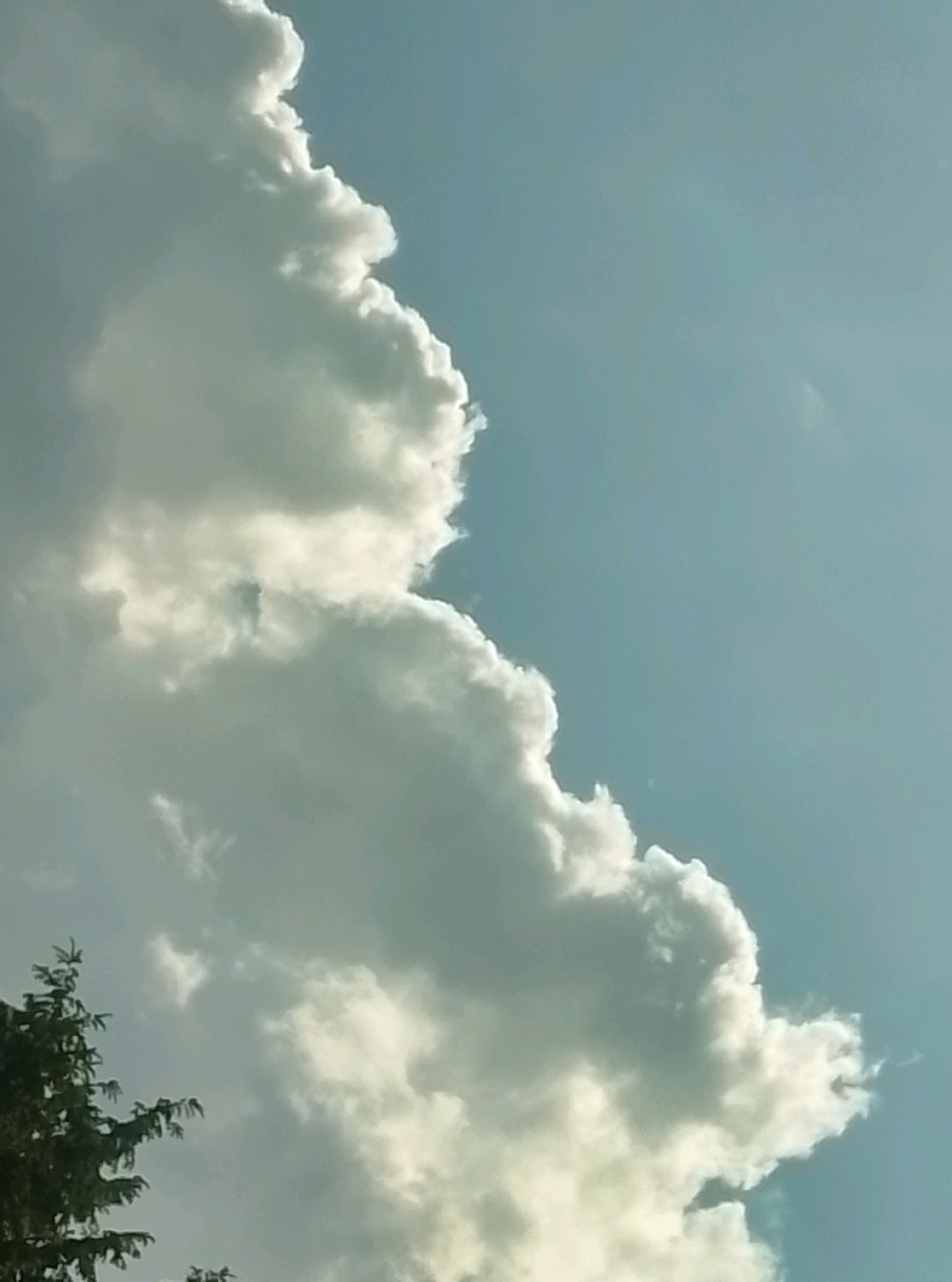 The image shows a close-up view of a large, white cumulus cloud against a pale blue sky. The edge of the cloud is brightly lit by the sun, creating a halo effect. In the lower left corner, the dark green branches of a coniferous tree are visible, reaching up into the frame. The overall impression is a serene, natural scene, likely taken outdoors on a clear or partly cloudy day. The image is a photograph of the sky and clouds, with a portion of a tree as foreground. The location in Hamburg, Germany is not evident from the image.