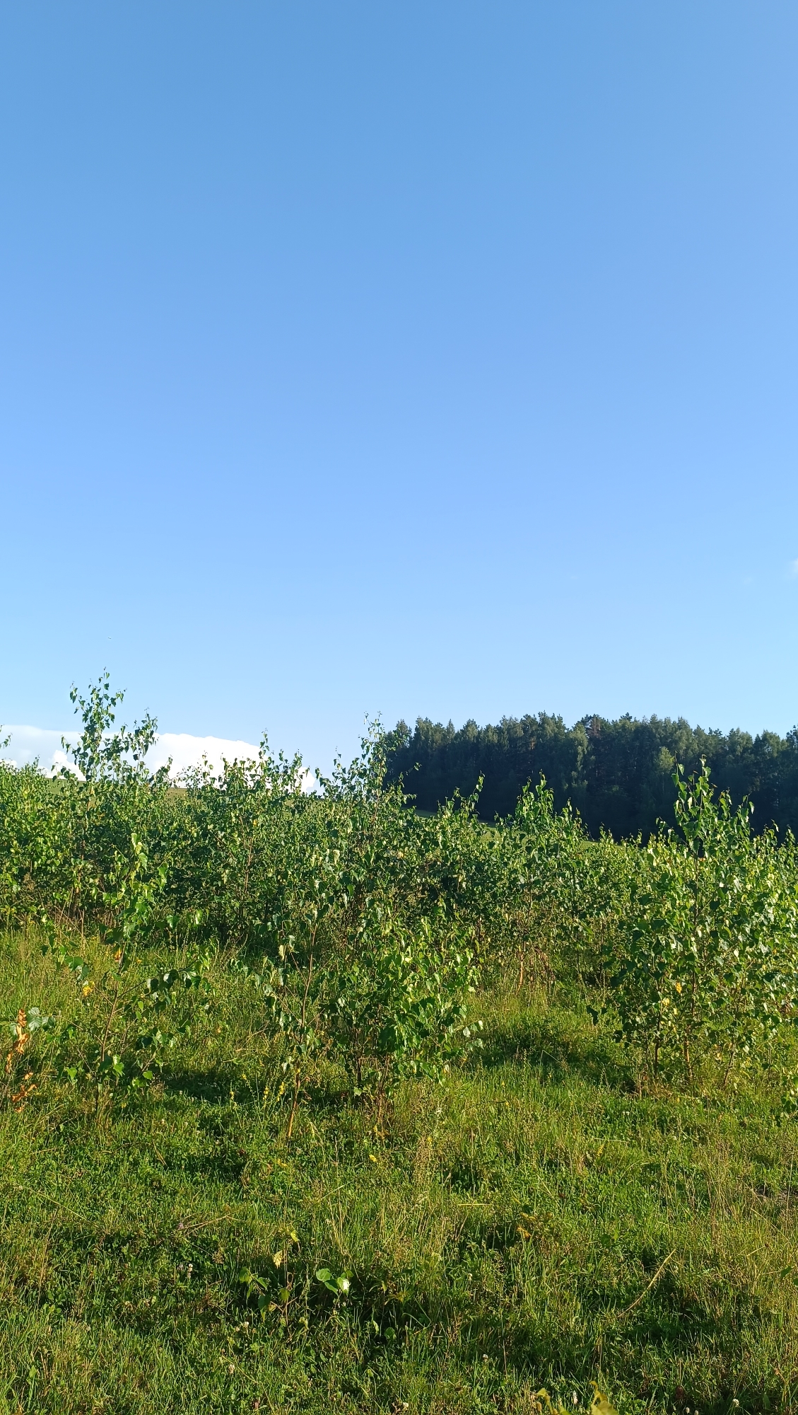 The image depicts a rural landscape under a clear blue sky. In the foreground, a field of green grass is dotted with numerous small, leafy trees and shrubs. The vegetation appears lush and healthy, with some areas of longer, wilder grass interspersed with shorter, manicured patches. In the middle ground, a dense line of dark green trees forms a distinct treeline, suggesting a forest or a significant wooded area. The background is dominated by the vast expanse of the sky, which transitions from a pale blue near the horizon to a deeper, richer blue at the top of the frame. There are no visible human figures or man-made structures in the scene, indicating an undeveloped natural environment. The overall impression is one of a serene and undeveloped natural setting, likely in a rural or semi-rural area outside of a major urban center.