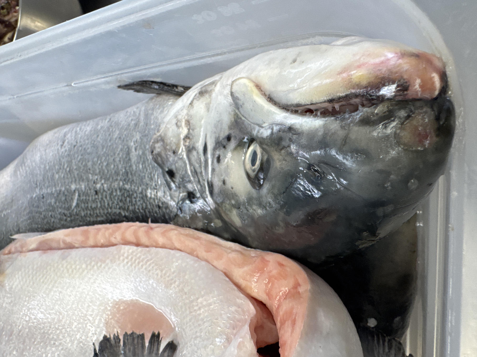 The image shows a close-up view of two dead fish in a gray plastic container. The container is likely located in Boreti, Montenegro. The fish in the foreground is white with black fins and a strip of pink flesh visible along the top. The fish in the background is larger, grayish-silver, and has a prominent head with visible teeth and an eye. The environment suggests a market or restaurant setting where fish are being prepared for sale or consumption.