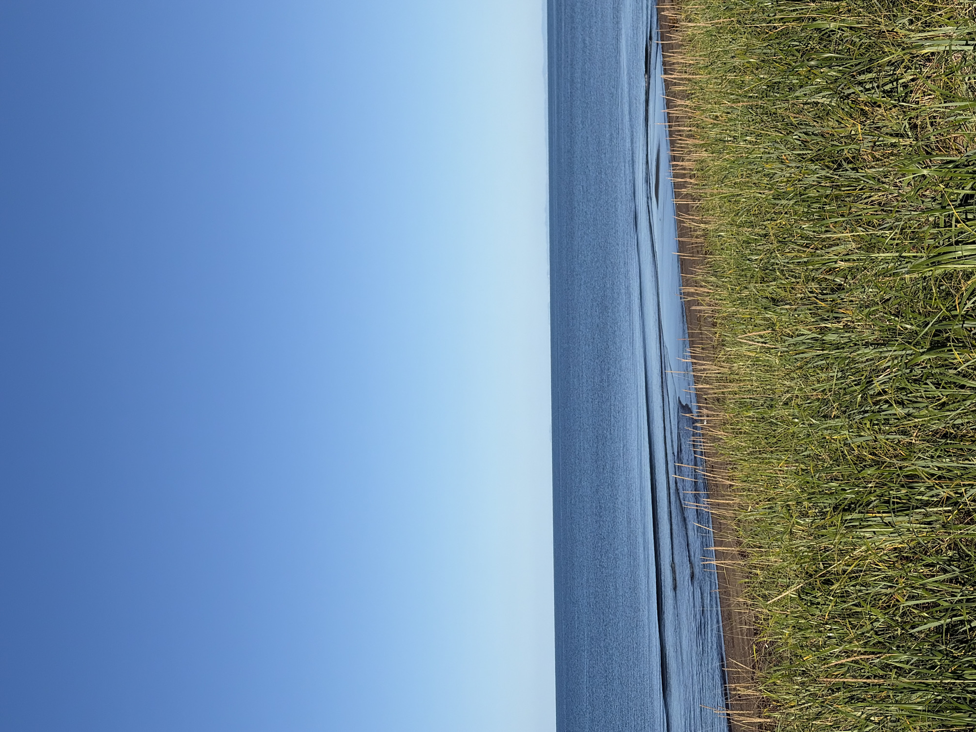 The image depicts a serene coastal landscape under a clear blue sky. In the foreground, a dense growth of tall green grass with some dried stalks dominates the frame. The grass extends towards a sandy beach, where the gentle waves of the sea are visible. The water is a deep blue, with subtle ripples indicating calm conditions. In the distance, a faint outline of land is visible on the horizon. The scene is tranquil and natural, with no human presence or man-made structures apparent. The location is identified as Ozerskoe, Russia.