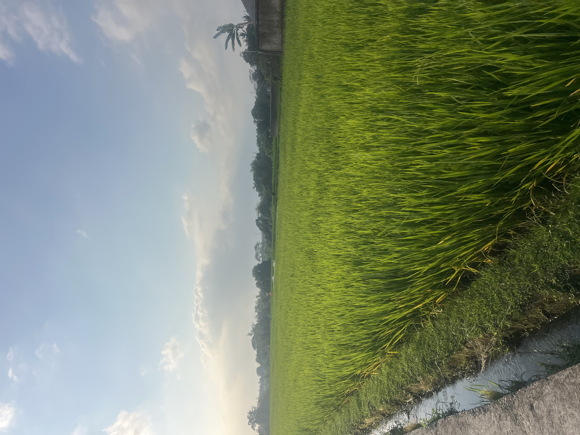 The image captures a serene agricultural landscape bathed in the soft light of early morning or late afternoon, likely in the city of Kediri, Indonesia, known for its rice fields. The foreground is dominated by an expansive, vibrant green rice paddy, its stalks standing tall and uniformly. To the left, a narrow, concrete-lined irrigation channel carries a small stream of water, bordered by lush green grass. A paved pathway runs alongside the channel, suggesting it's accessible for agricultural work.
In the mid-ground, a line of trees marks the boundary of the rice field, interspersed with hints of distant structures and possibly agricultural equipment or huts. A few figures, appearing small and distant, are visible within the field, one seemingly in orange attire.
The background features a hazy horizon line with more trees and vegetation, partially obscured by soft, scattered clouds against a pale blue sky. A simple concrete building with a corrugated roof and a banana tree are visible to the far right, further indicating a rural or semi-rural setting. The overall atmosphere is tranquil and picturesque, characteristic of the rice-growing regions of Indonesia.