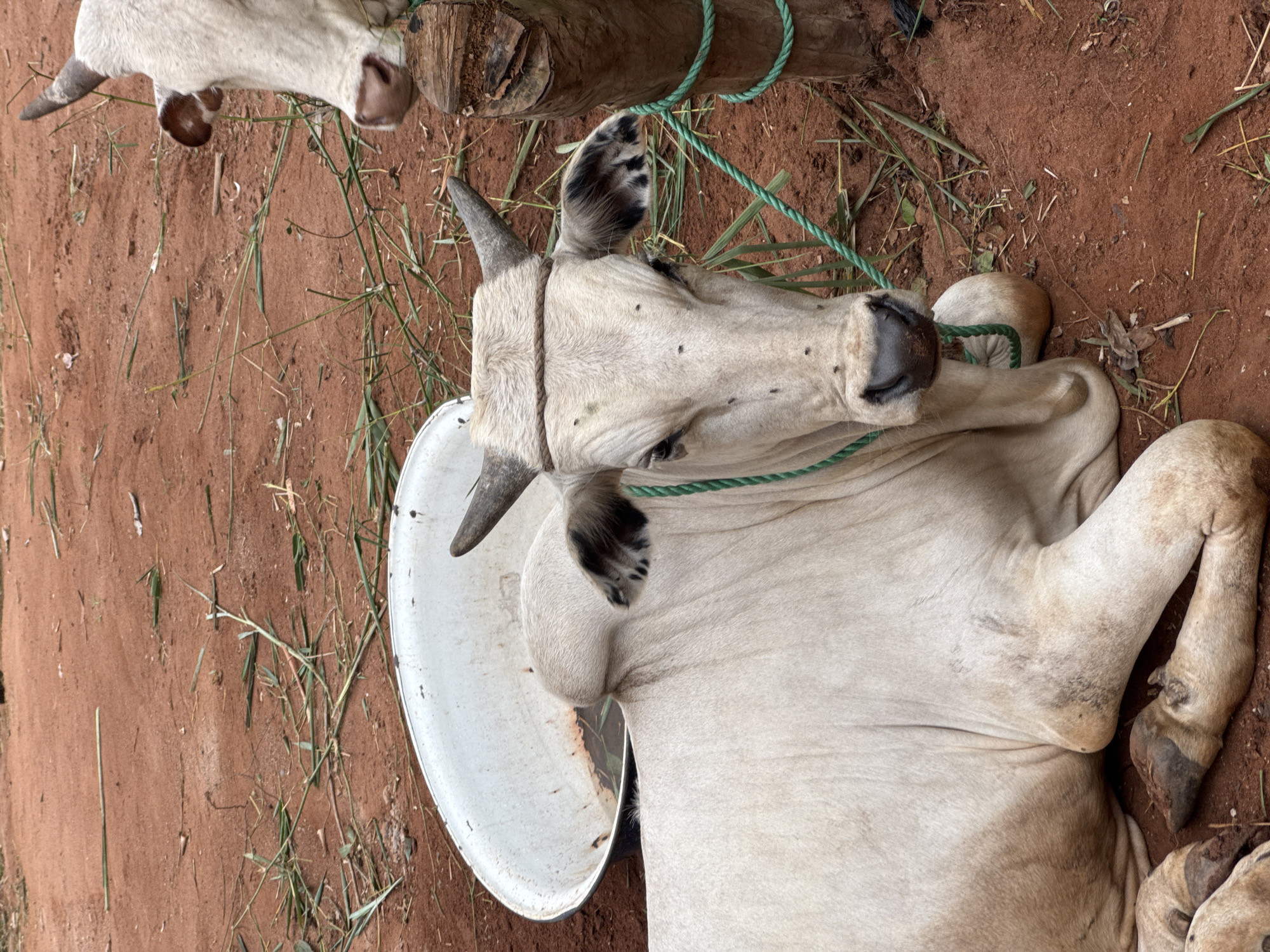 The image shows two light-colored cattle in Eziudo, Nigeria. One cow is lying on its side on red dirt, with a green rope around its muzzle and horns. A white bowl or bucket rests near its head. The second cow is partially visible in the upper left corner, with its head positioned towards the left edge of the image. The ground is sparsely covered with dried grass.
