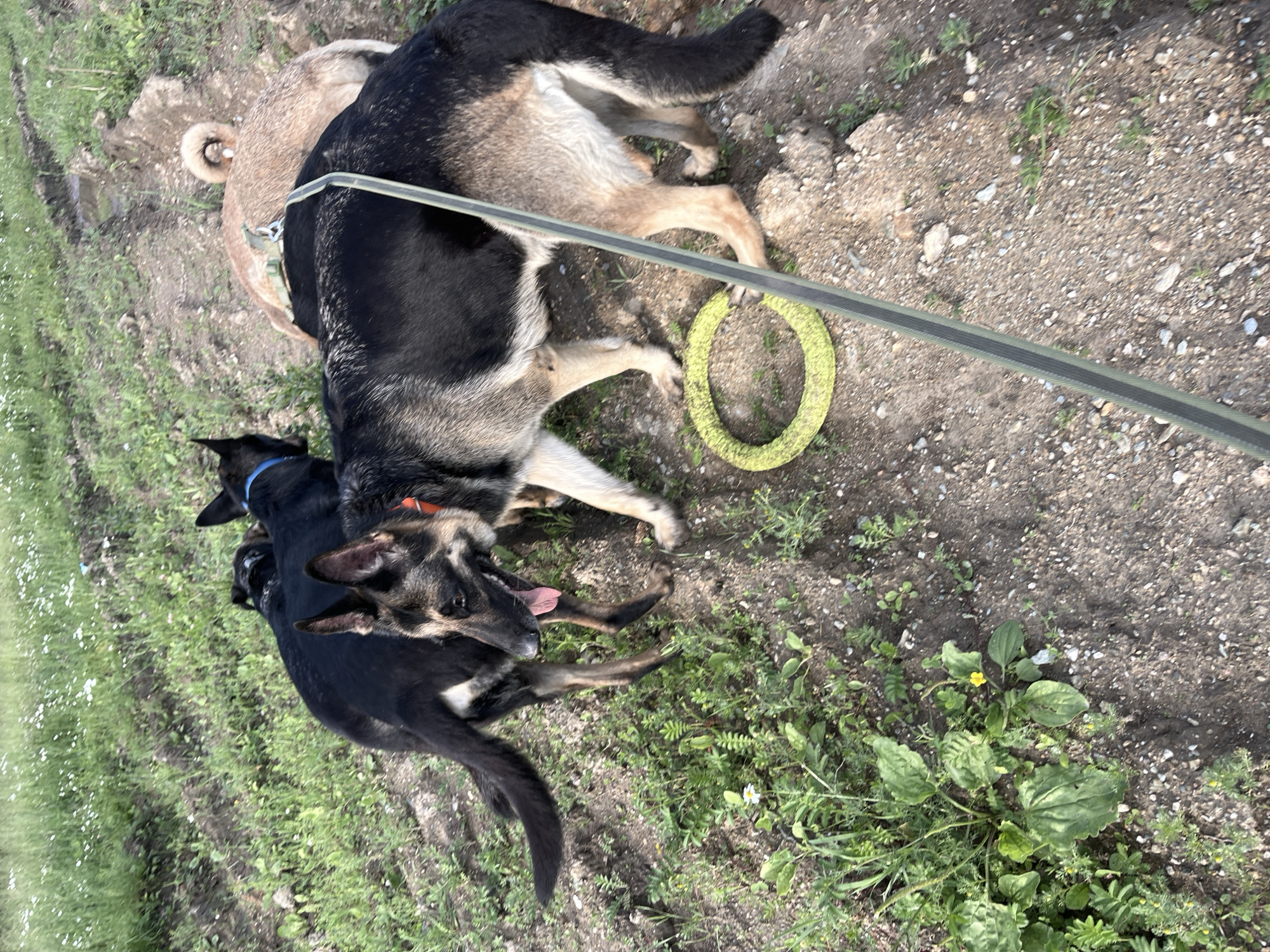 The image depicts three dogs in an outdoor, grassy, and dirt-covered environment. Two of the dogs appear to be German Shepherds, one black and tan, and the other primarily black with some tan markings. The third dog is lighter in color, possibly tan or light brown, with a curled tail. A green and black leash is visible, extending from the foreground towards the black and tan German Shepherd. A yellow circular dog toy is on the ground near the dogs' paws. The background shows a grassy area with scattered small white flowers and some patches of bare dirt. The ground surface is uneven, with loose soil and small stones. The overall scene suggests a natural, possibly rural or park-like setting, not specifically identifiable as the city of Nizhny Tagil, Russia, without additional contextual information.