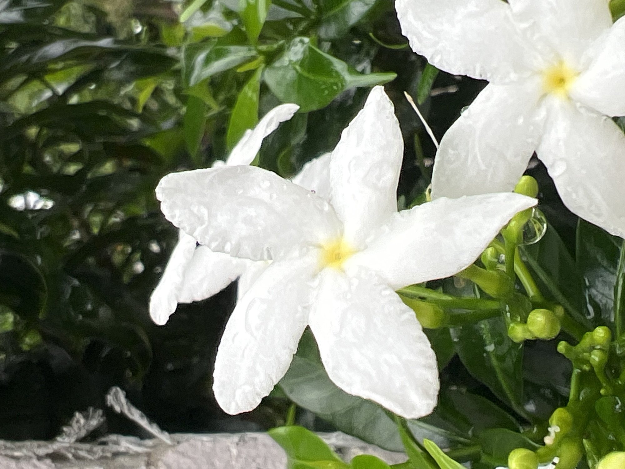 In Choeng Thale, Thailand, a close-up shot captures two white jasmine flowers glistening with water droplets against a backdrop of lush green foliage. The foreground flower is in sharp focus, showcasing its five delicate petals radiating from a soft yellow center. Its petals are slightly textured and hold several tiny water beads. To the right and slightly behind, another jasmine flower is partially visible, its petals also adorned with dew. The surrounding leaves are a deep, vibrant green, some appearing wet and reflective, suggesting recent rain. Small, unopened green buds are clustered at the base of the flowers, hinting at future blooms. A grey, textured surface, possibly a wall or rock, is visible on the far left edge of the frame, providing a contrasting element to the natural scene. The overall impression is one of fresh, damp greenery and the delicate beauty of blooming jasmine.