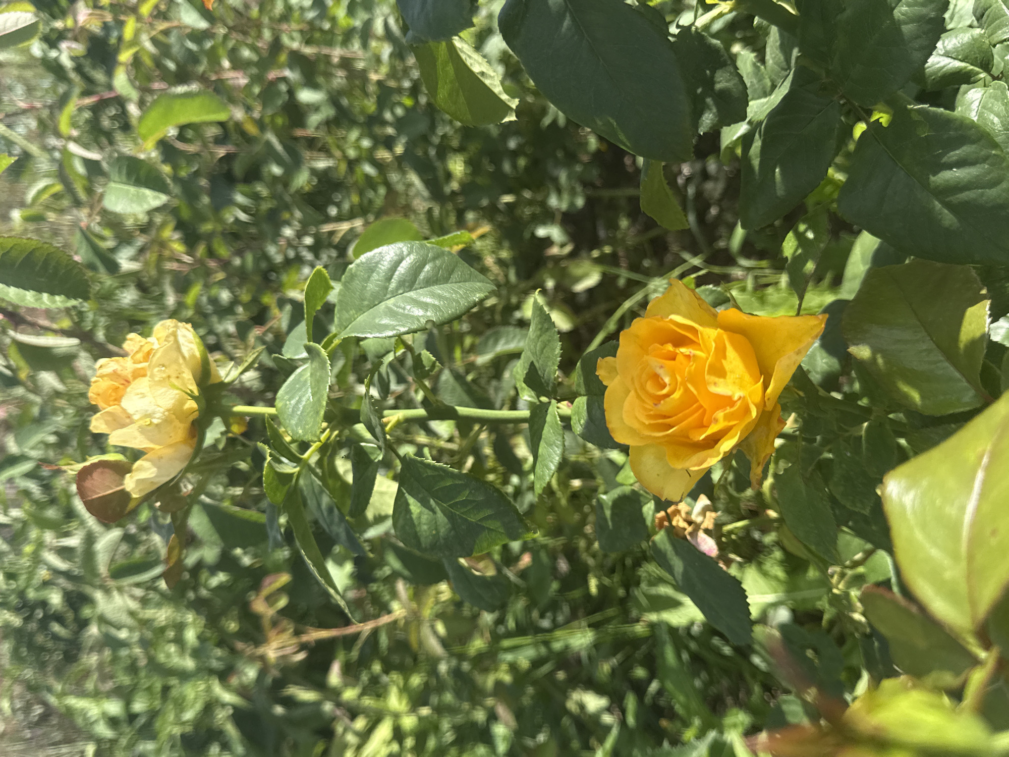 This is a close-up, eye-level, vertical, outdoor photograph of two yellow roses in bloom, set against a background of lush green foliage. The rose in the foreground is a vibrant, deep yellow-orange, its petals tightly furled in the center and opening outwards. The rose in the background is a lighter, softer yellow, and appears slightly less defined due to its distance from the camera. Both roses are surrounded by dark green leaves, some of which are catching the sunlight, creating highlights and shadows. The overall impression is one of natural beauty, with the warm tones of the roses contrasting with the cool greens of the foliage. There are no people or man-made objects visible in the image, and no discernible location within a city.