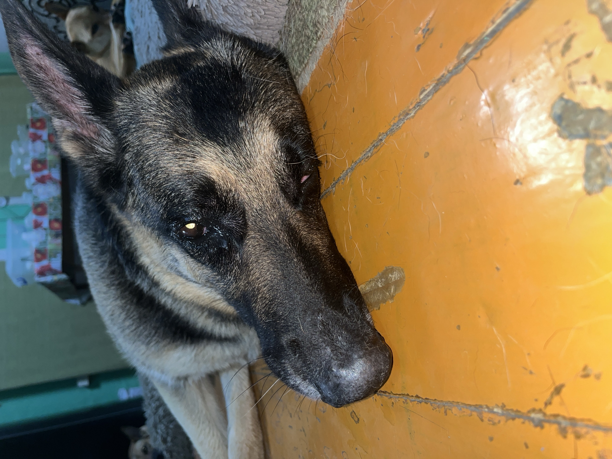 The image shows a close-up of a German Shepherd dog's head. The dog is lying down, with its head turned to the right. The dog has black and tan fur, with pointed ears. Its eyes are open, and it appears to be looking at something off-camera. The background is out of focus, but it appears to be an indoor setting with a yellow, possibly wooden, surface next to the dog. There is another dog visible in the background, also lying down. The lighting suggests it could be daytime, but no specific time of day can be determined. No text is visible in the image. The overall impression is a calm, indoor scene with domestic animals. The location context of Nizhny Tagil, Russia, does not provide any specific visual cues within the image itself.