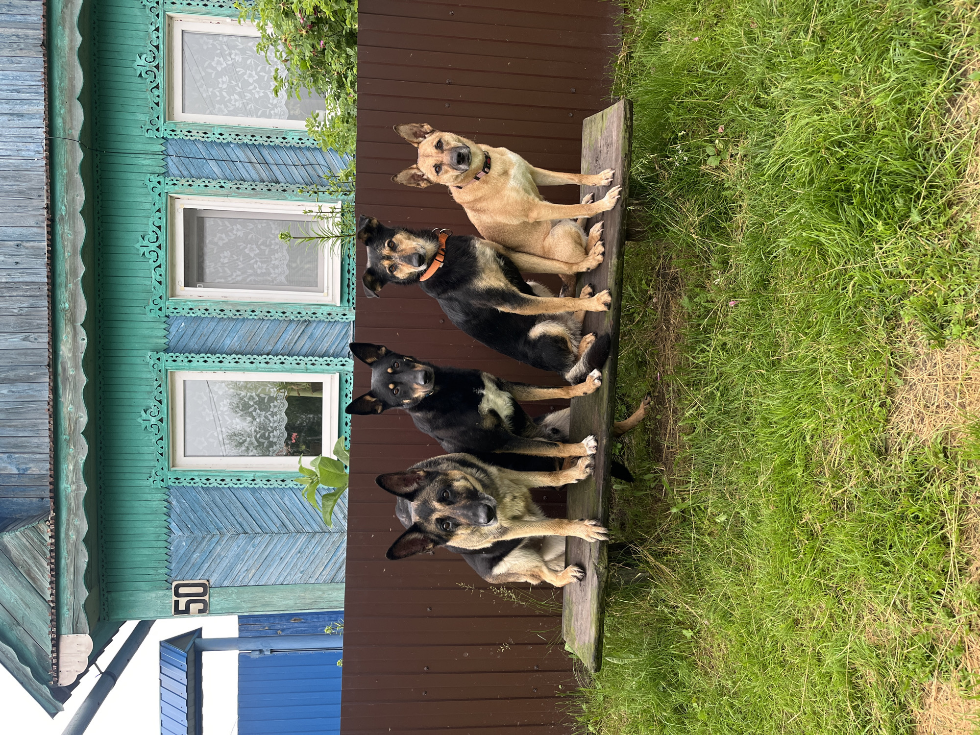 Four dogs are sitting on a wooden bench in front of a wooden house with a blue and turquoise facade. The house has carved decorations around the windows and the number 50 is visible on the front. The dogs are positioned from left to right: a German Shepherd, a black and tan dog, another black and tan dog with an orange collar, and a tan dog with a pink collar. The bench is placed on a grassy area, and a brown wooden fence is behind the dogs. The overall scene appears to be in a rural or suburban setting, possibly a dacha or a private residence. The image was taken outdoors, with natural lighting.