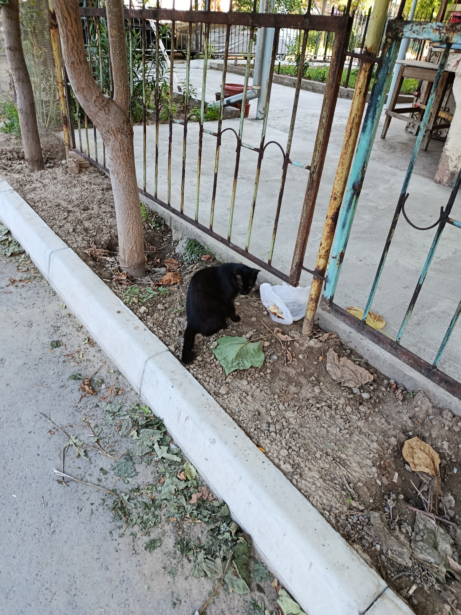 A black cat is foraging near a rusty metal fence in Tashkent, Uzbekistan. The cat is crouched beside a white plastic bag that contains food scraps. The ground is a mixture of dirt, dry leaves, and small stones. A concrete curb separates the dirt area from a paved walkway or street. Several trees with rough bark are visible behind the fence, and overgrown vegetation can be seen in the background. The fence itself is made of vertical metal bars with a decorative curved element near the top. The scene appears to be an outdoor, urban environment, possibly a residential area or a public space.