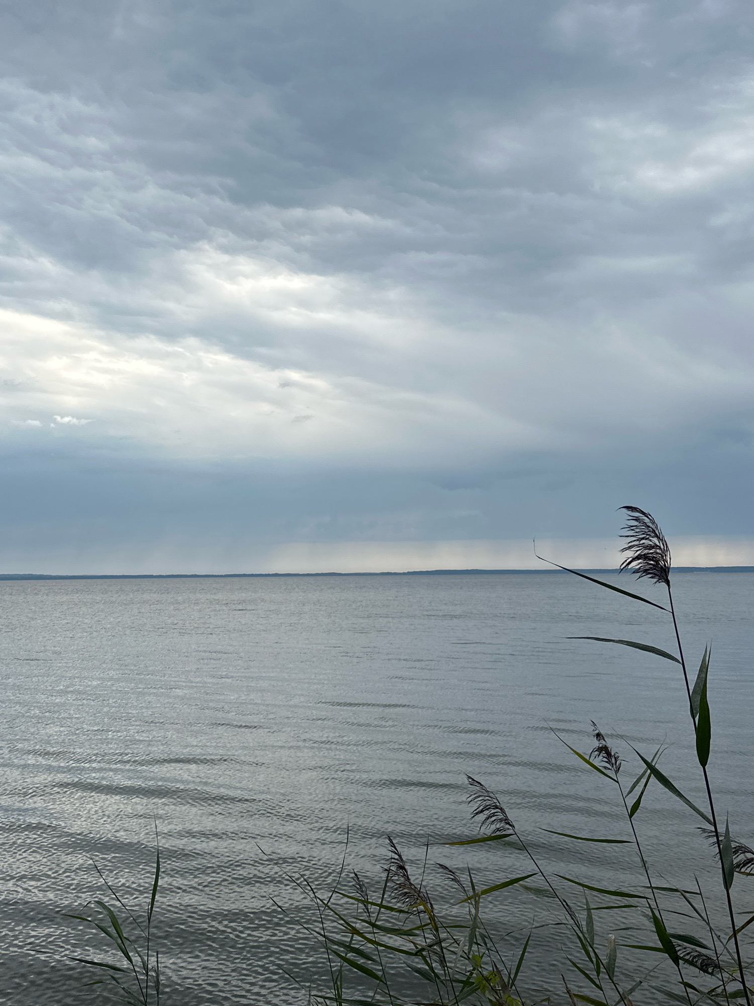 The image depicts a serene, overcast day at Lake Naroch, located in the Naratski Sel'skiy Soviet, Belarus. The vast expanse of the lake fills the lower two-thirds of the frame, its surface rippled by a gentle breeze. The water is a muted gray-blue, reflecting the cloudy sky. In the foreground, tall reeds with feathery tops sway, their dark green stalks silhouetted against the water and sky. The horizon line is a sharp, thin strip of land, barely visible through the hazy atmosphere. The sky is dominated by a thick layer of cumulonimbus clouds, their gray tones interspersed with patches of brighter white where light breaks through. The overall mood is one of quiet solitude and natural beauty.
