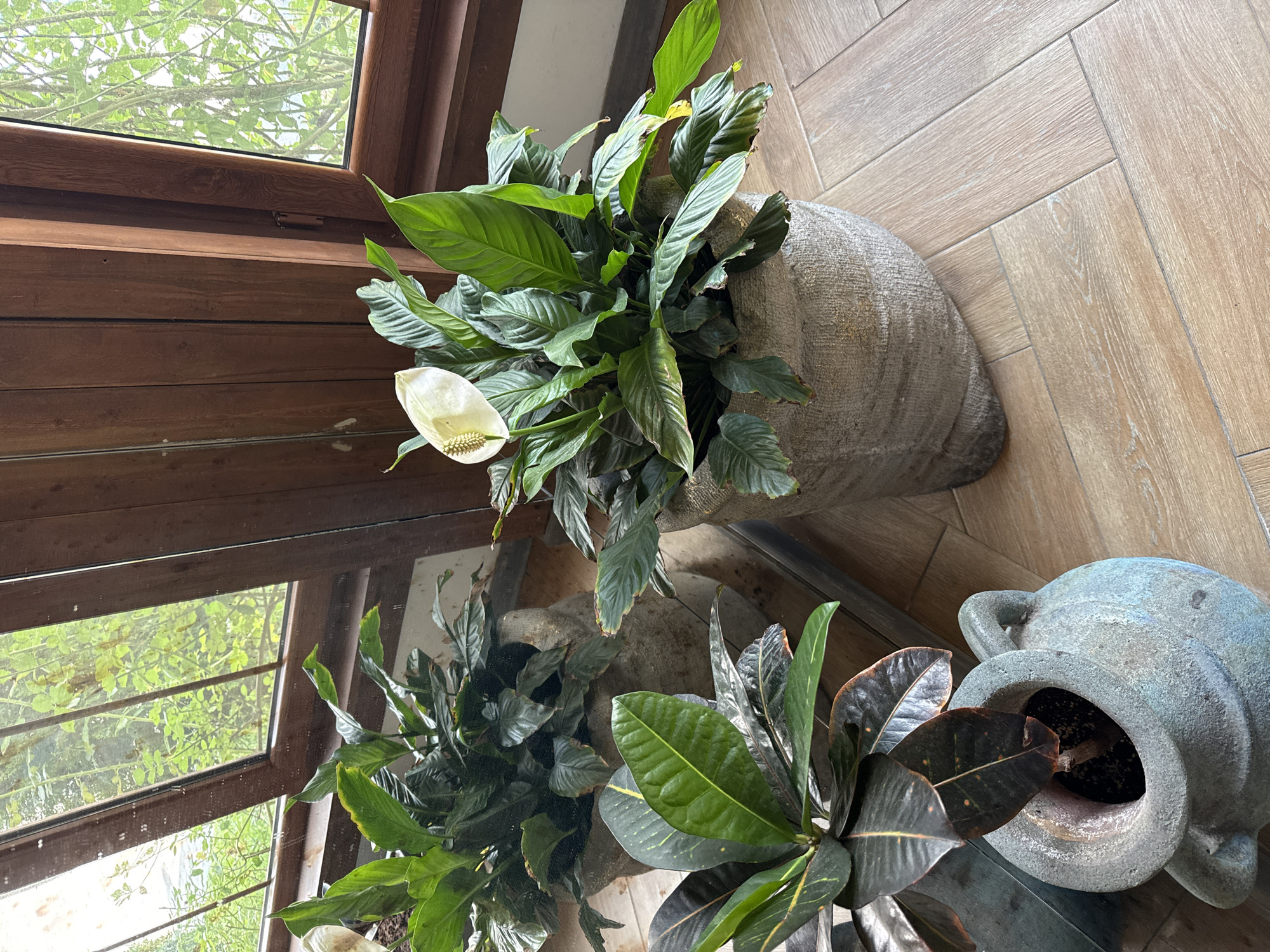 A close-up, eye-level shot captures a collection of potted plants situated on a light-colored, wooden herringbone floor. The scene is illuminated by natural light filtering through a large window with wooden frames, revealing lush greenery outside.
In the foreground, a light-colored, textured stone planter holds a vibrant peace lily, its white spathe and yellow spadix prominently displayed amidst its glossy green leaves. To the left, another stone planter contains a plant with dark, variegated leaves, tinged with hints of red and yellow. Further back, a larger, weathered stone pot houses another lush green plant.
The wooden window frame and paneling add a warm, rustic feel to the environment. The background is dominated by the green foliage visible through the window and the rich tones of the wooden interior. The overall impression is one of a tranquil, indoor botanical display within a well-lit space. This scene is located in Mirikənd, Azerbaijan.