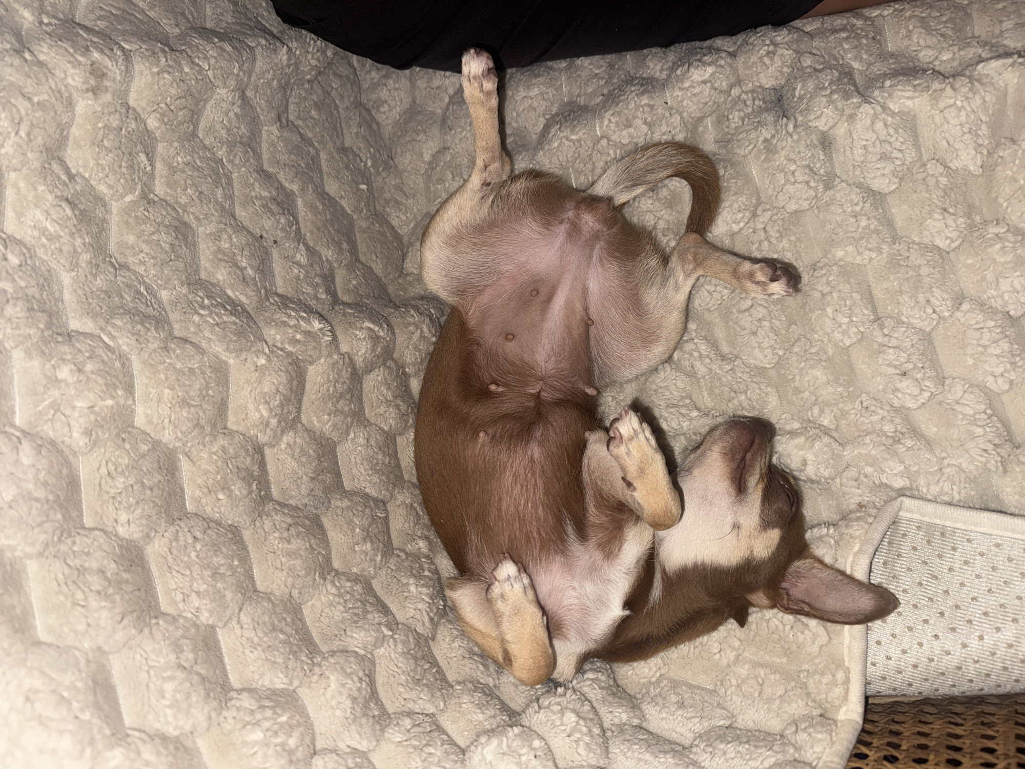 An overhead shot shows a small, brown and white Chihuahua puppy sleeping on its back on a textured, cream-colored blanket. The puppy's belly is exposed, revealing its teats. Its legs are curled up around its body, and its head is tilted to the side, with its eyes closed. The blanket has a honeycomb-like pattern and is soft and plush. A portion of a dark-colored garment is visible on the right side of the frame.