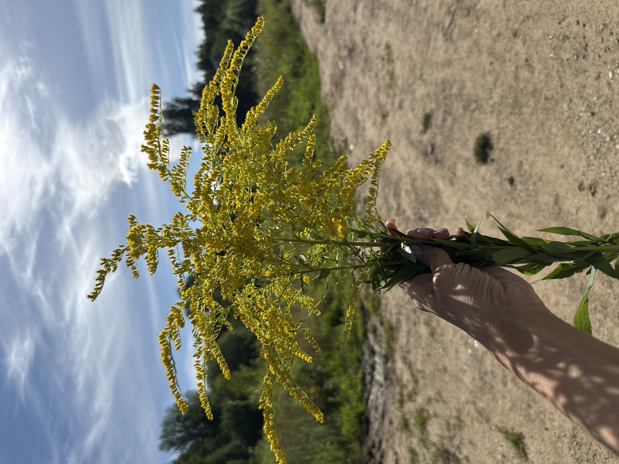 A person's hand with manicured nails is holding a bouquet of goldenrod flowers. The flowers are yellow and feathery, with many small blossoms. The hand is in focus, while the background is blurred, showing a sandy path, green grass, and trees under a partly cloudy sky. The image appears to have been taken outdoors, possibly in a rural or park-like setting, on a sunny day. The location is identified as Rusanovo, Russia.