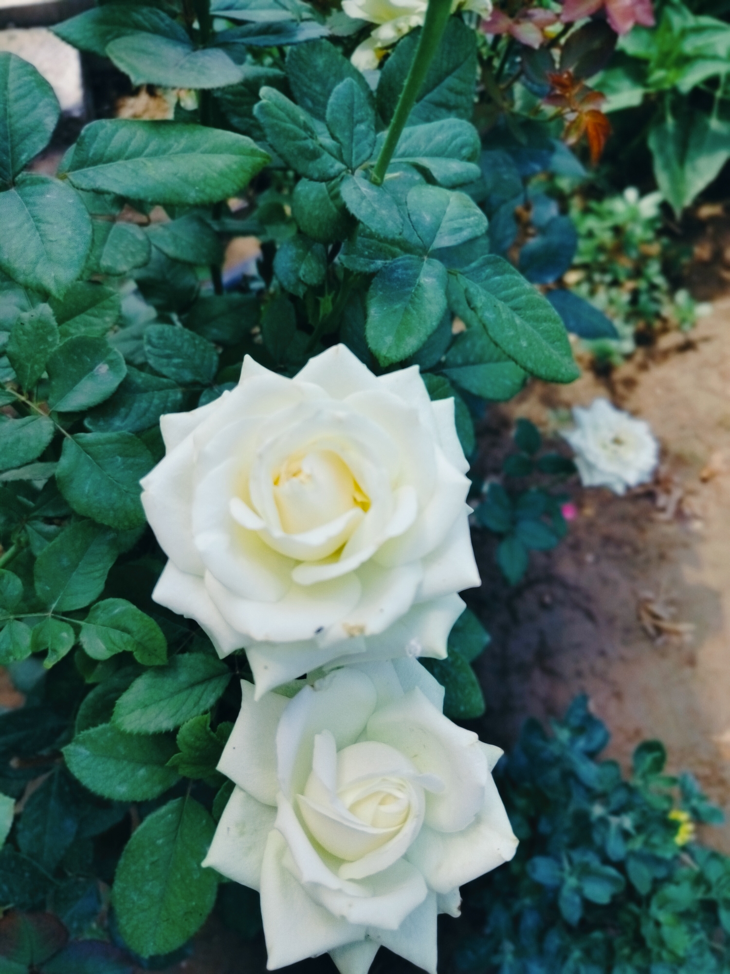 This image depicts two white roses in bloom, set against a backdrop of dark green foliage. The roses are the primary subjects, with their petals unfurled and revealing delicate yellow centers. The background includes hints of other flowering plants, some with pinkish hues, and the dry, earthy ground of a garden. The lighting suggests it may be daytime, with a slightly diffused light illuminating the scene. There are no people or animals visible. The location is identified as a garden in the city of Қарабұлақ, Kazakhstan.