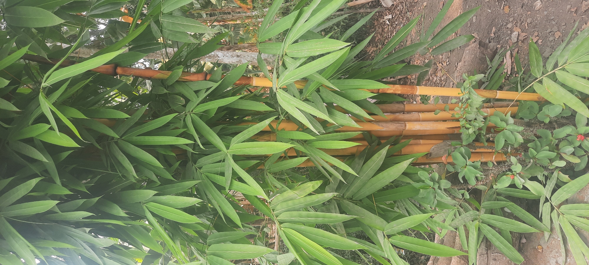 A vertical, medium-shot photograph captures a dense cluster of golden bamboo in Ploso, Indonesia. The bamboo stalks, ranging in color from pale yellow to a deeper orange-brown, are prominently featured, some with a slight sheen. They are partially obscured by a profusion of long, lance-shaped green bamboo leaves that fan out from the stalks. The leaves vary in shade, with some appearing lighter due to sunlight.
In the foreground and weaving amongst the lower stalks, a thorny green plant with small, round leaves and occasional bright red berries is visible. The ground beneath the bamboo is a mix of dry leaves, dirt, and scattered small stones, suggesting an outdoor, possibly garden or natural setting. In the background, out of focus, are hints of other vegetation, trees, and possibly buildings, creating a soft, blurred backdrop. The lighting suggests it is daytime, with light filtering through the leaves, creating subtle highlights and shadows.