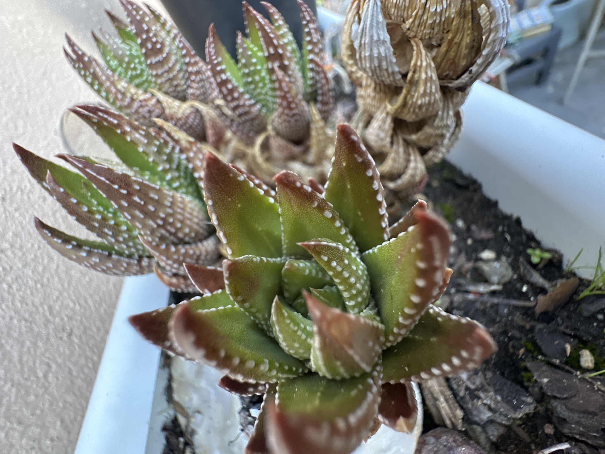 A close-up, high-angle shot shows a succulent plant with thick, pointed leaves. The leaves are primarily green with brownish-red tips, and scattered white spots. The plant is potted in a white container filled with dark soil mixed with small pieces of bark. In the background, another similar succulent is visible, along with a dry, withered plant stalk. The image is taken outdoors, next to a textured wall. It is not possible to discern any additional details that would place the location in Cape Town, South Africa.