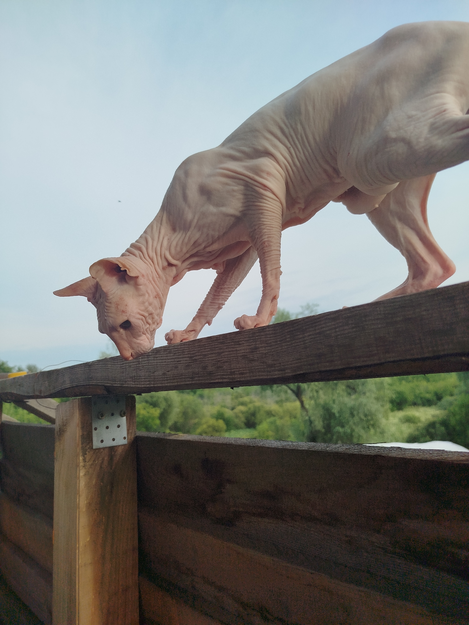 An adult hairless cat, likely a Sphynx breed, is captured in a low-angle shot while walking along a weathered wooden plank. The cat's wrinkled, pinkish skin is clearly visible, with its head lowered and focused downwards. The background consists of a hazy sky and a dense green foliage of trees and bushes, suggesting an outdoor, possibly rural or park-like setting. The wooden plank appears to be part of a fence or a raised structure, with visible metal brackets and aged wood grain. The lighting suggests it is daytime, with the sky appearing overcast or hazy. The image does not contain any specific identifiable landmarks of Zavodoukovsk, Russia, or any human presence.