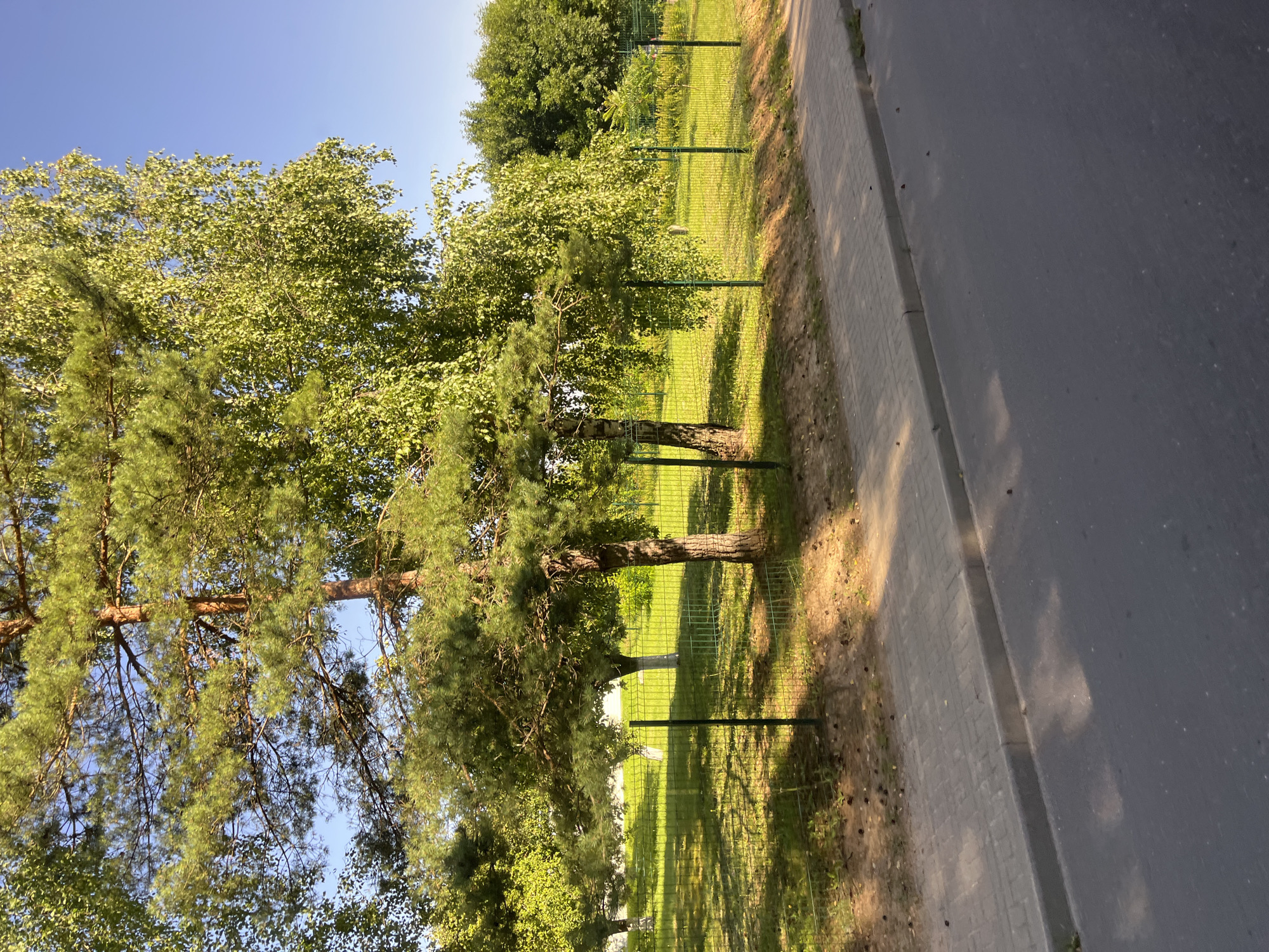 The image depicts a street scene in Myadzyel, Belarus, on a sunny day. In the foreground, a paved road runs parallel to a sidewalk made of grey rectangular pavers. Beyond the sidewalk is a patch of dirt and pine needles, bordered by a green chain-link fence. Behind the fence, a grassy area is visible, dotted with shadows cast by trees. Two pine trees stand prominently in the middle ground, with one on the right being thicker and older. To the left of the pines, a birch tree with dense, green foliage is visible. Further in the background, more trees and greenery can be seen, under a clear blue sky. There are no people or animals present in the image. The scene appears to be a quiet, residential or park-like area.