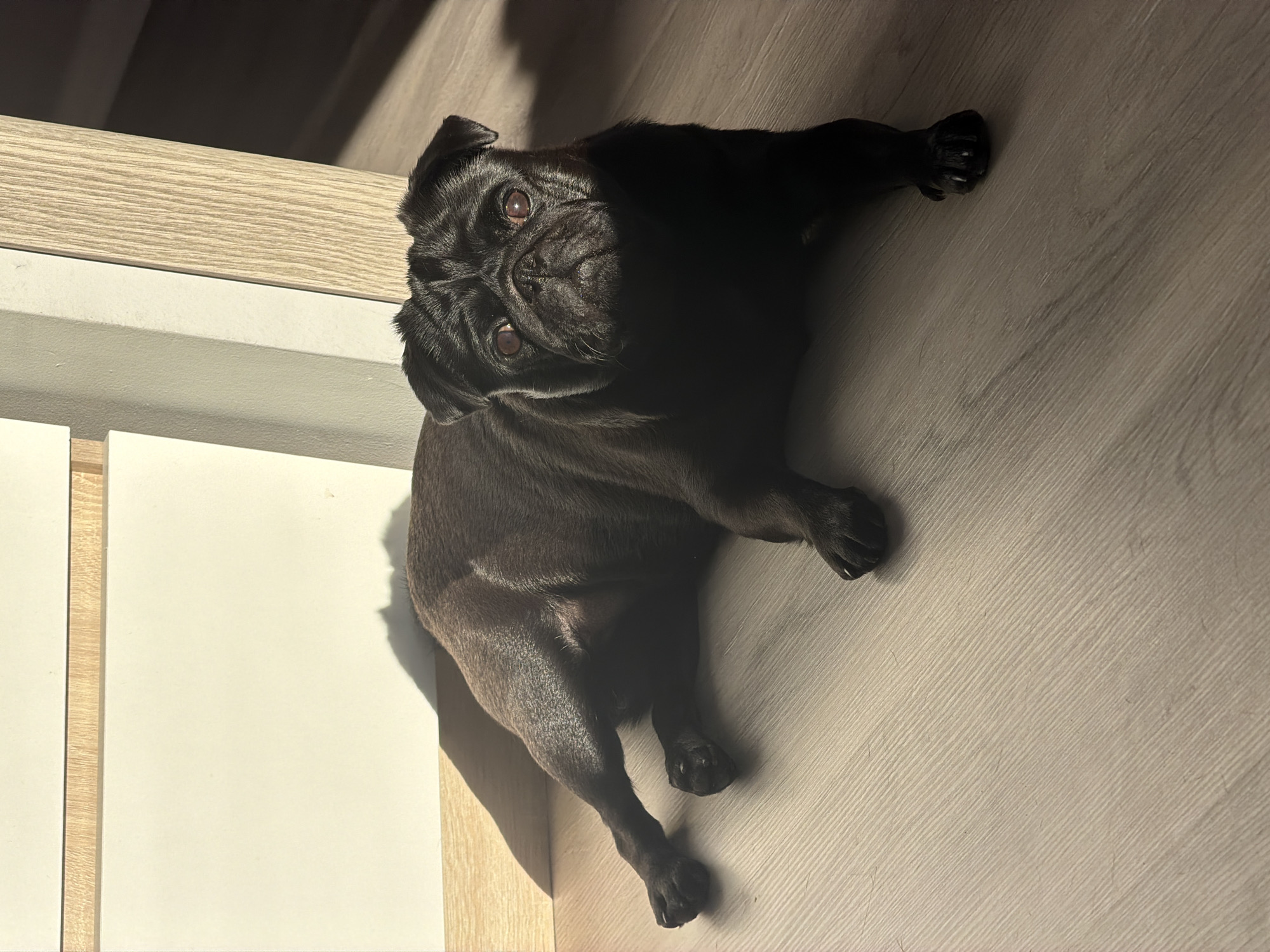A black pug dog lies on its side on a light-colored, wood-grain floor. The dog is facing the camera, with its head turned slightly to its left. Its eyes are open and appear to be a reddish-brown color. Its front paws are extended forward, and its hind legs are bent. The dog's body is partially illuminated by sunlight, which casts a shadow on the floor behind it. In the background, there is a light-colored wall and a wooden beam. The overall scene is well-lit, with a bright, sunny atmosphere.
