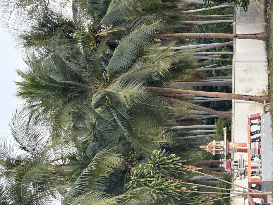 The scene is located in Thap Sakae, Thailand, and depicts a large grove of coconut palm trees under an overcast sky. In the foreground, a traditional Thai spirit house complex is positioned on a raised concrete platform. The platform features a red-painted base and balusters with varied colors including red, blue, and green. The complex includes a prominent, ornate spirit house with a multi-tiered, reddish-orange roof and detailed decorations, and a smaller, simpler spirit house situated to its left. To the right of this platform, a small wooden bench rests on the earthen ground. A light-colored concrete wall runs horizontally across the midground, separating the foreground from the dense background. Behind this wall, numerous tall coconut palm trees, bearing clusters of green coconuts among their fronds, extend into the distance. Some palm trunks exhibit attached epiphytic green plants. No human subjects are present in the image.