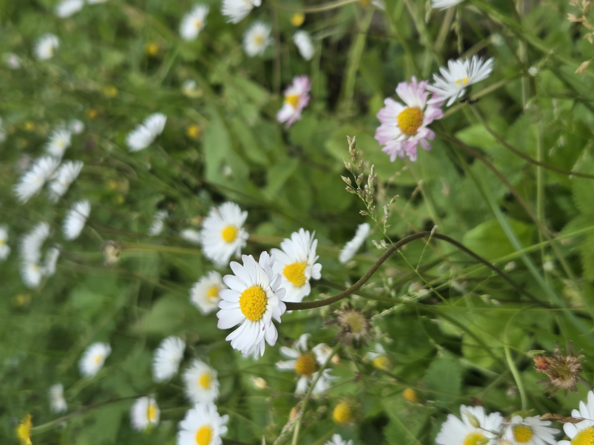 This media file is a close-up photograph of a field of daisies. The daisies are the primary subject, with many white petals and yellow centers visible. Some of the daisies have a slight pinkish hue on their petals. They are interspersed with green foliage and blades of grass. The background is a blur of green and yellow, suggesting a natural outdoor setting. There are no people or discernible objects other than the flowers and plants. The lighting appears to be natural daylight, likely during the daytime, and the overall atmosphere is serene and natural. There is no visible text in the image. The location context is Frolovo, Russia.