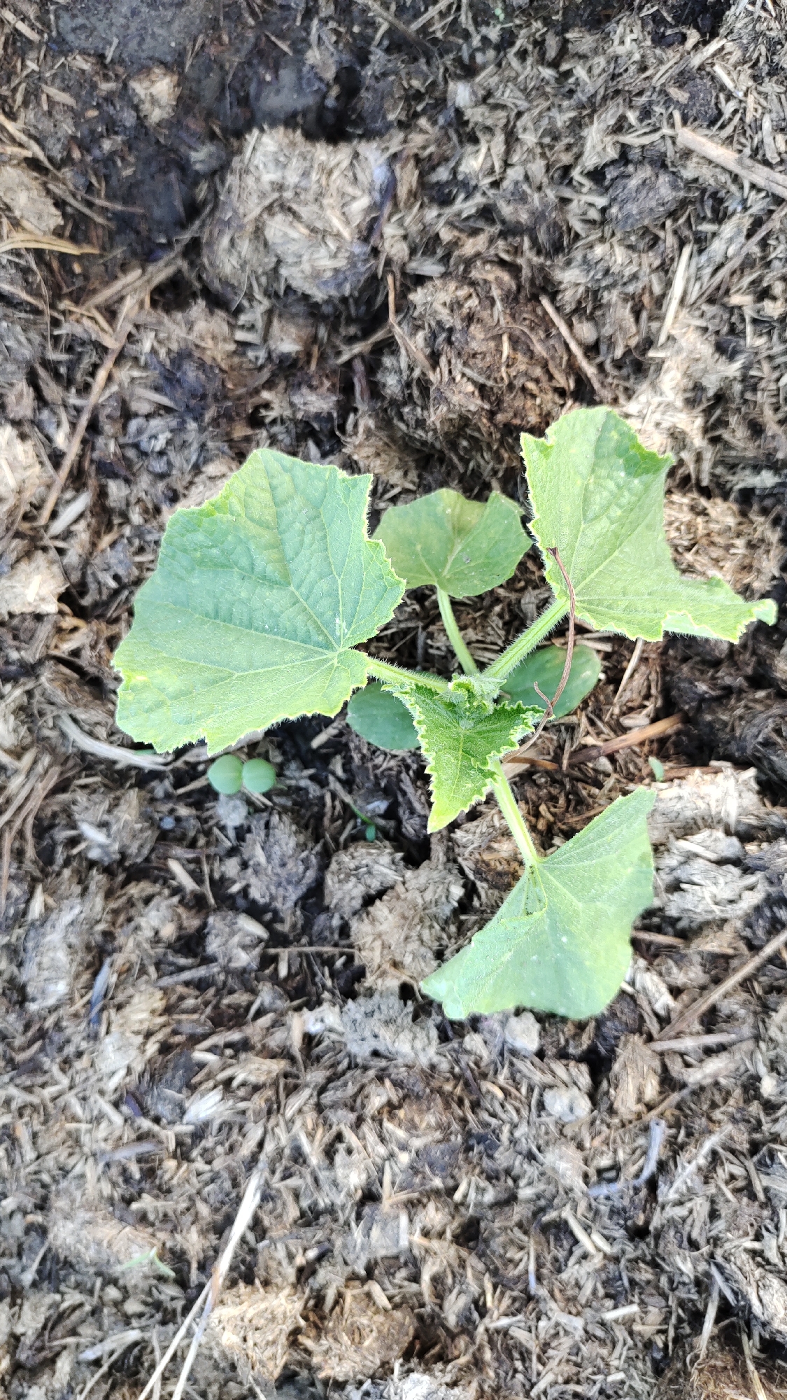 A close-up, top-down view shows a small cucumber plant growing in dark, composted soil. The plant has several green leaves with serrated edges and a central stem that is beginning to sprout new growth. The soil is composed of dark earth mixed with shredded organic material, likely mulch or compost. The lighting suggests an outdoor environment. The image is captured in Taldykorgan, Kazakhstan.