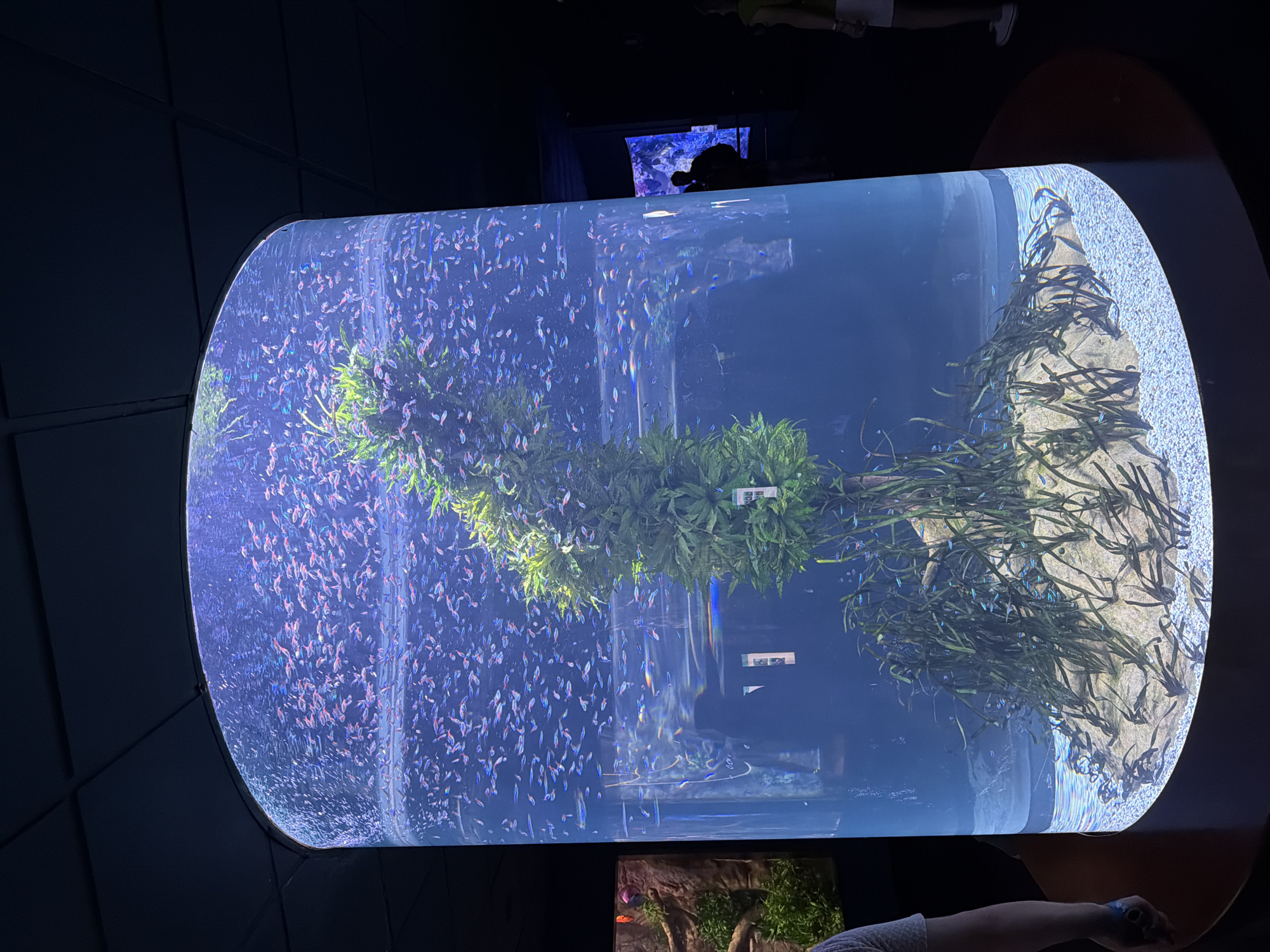 The image shows a large, cylindrical aquarium at Loro Parque in Puerto de la Cruz, Spain. The aquarium is filled with clear blue water and contains numerous small, brightly colored fish, predominantly neon tetras, swimming in schools. A central, artificial plant structure with green foliage rises from the gravelly bottom. The aquarium is illuminated from above, casting a bluish light. In the background, other exhibits and visitors are partially visible in the dimly lit surrounding environment.
