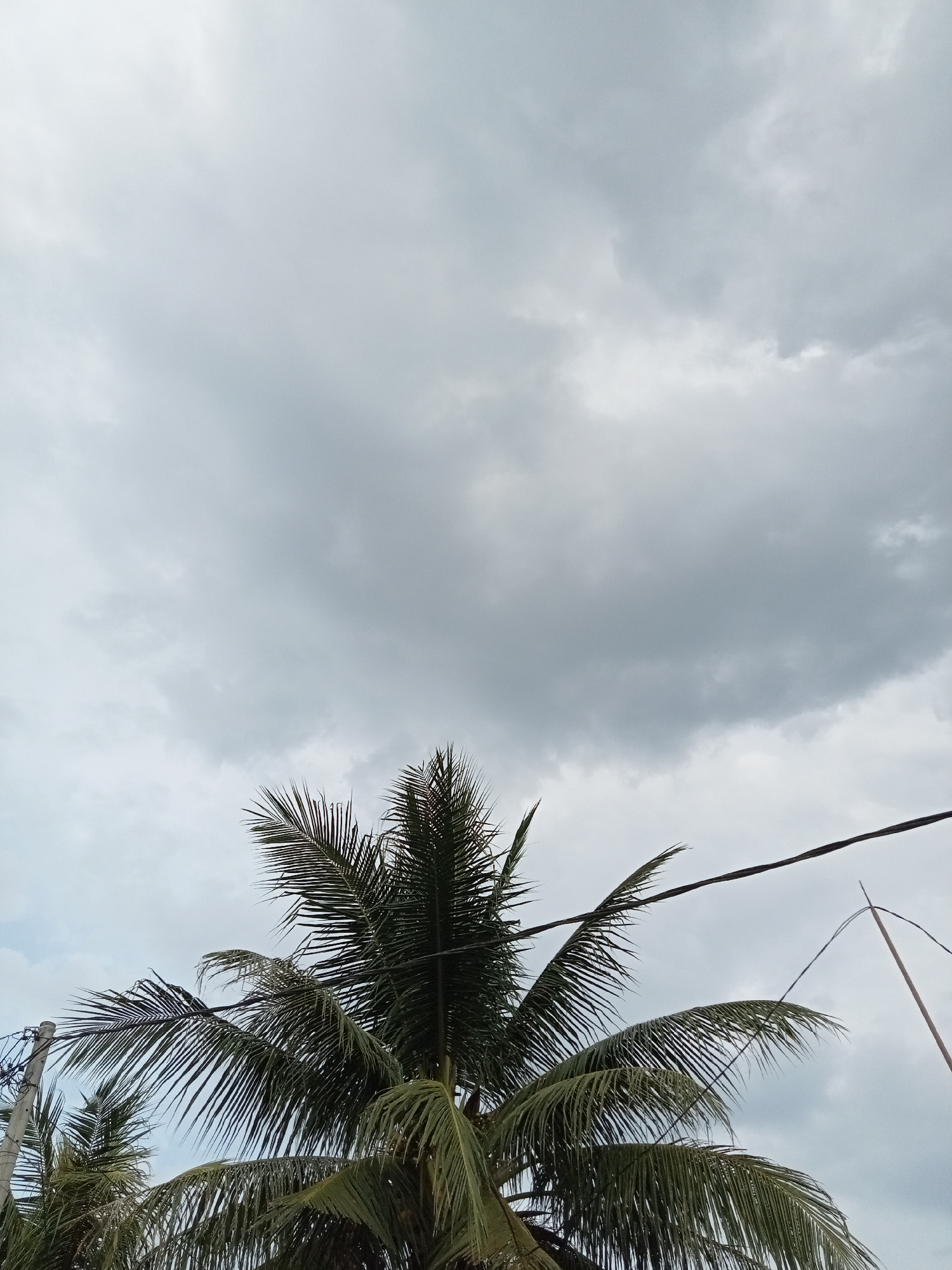 The image shows a close-up view of the top of a coconut tree against a cloudy sky. The coconut fronds are lush and green, with some of them appearing to be blown by the wind. A dark electrical wire stretches diagonally across the upper right portion of the frame, passing behind the tree. Another thinner, lighter-colored wire or pole is visible to the far right. In the lower left corner, a portion of a utility pole with multiple wires attached is visible. The sky is overcast with heavy gray clouds, suggesting a possibly impending rain. There are no people or animals visible in the frame. The scene is consistent with an outdoor environment in a tropical or subtropical region, possibly Melayu Besar Kota, Indonesia, given the presence of coconut trees and overhead electrical lines.