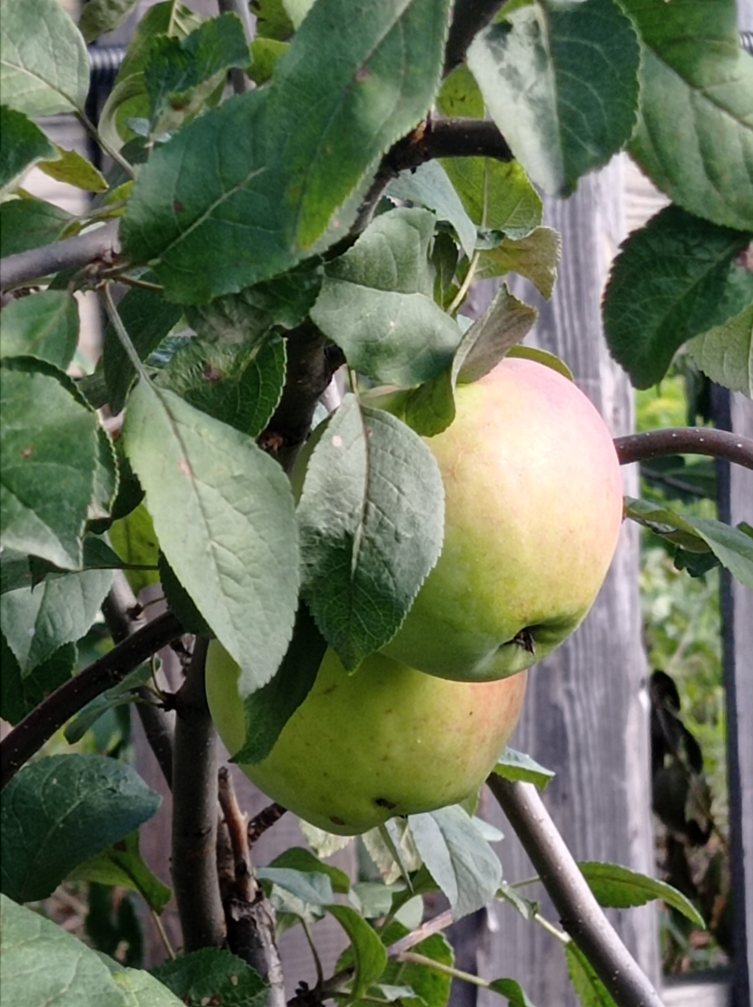 This is a close-up, eye-level, full-color photograph of two apples on a tree branch, set against a blurred background of wooden fencing and foliage. The apples are the primary subjects. The apple in the foreground is a light green with a pinkish blush on its upper portion, and it appears to be partially ripe. Below it and slightly out of focus is another apple that is predominantly green. Both apples are attached to a thin, dark brown branch that is angled across the frame. The branch is surrounded by lush green leaves of varying sizes and shapes, some of which are in focus and exhibit a textured, veined surface. The background consists of vertical wooden planks, some appearing weathered and gray, interspersed with green vegetation. The scene is outdoors, suggesting a garden or orchard setting, likely in Degtyarsk, Russia, given the context of the request, though the image itself does not contain explicit identifiers of this location. There are no people or animals visible in the photograph. The lighting appears natural and diffused, with no harsh shadows. The overall impression is one of natural growth and the beginning of fruit harvest.